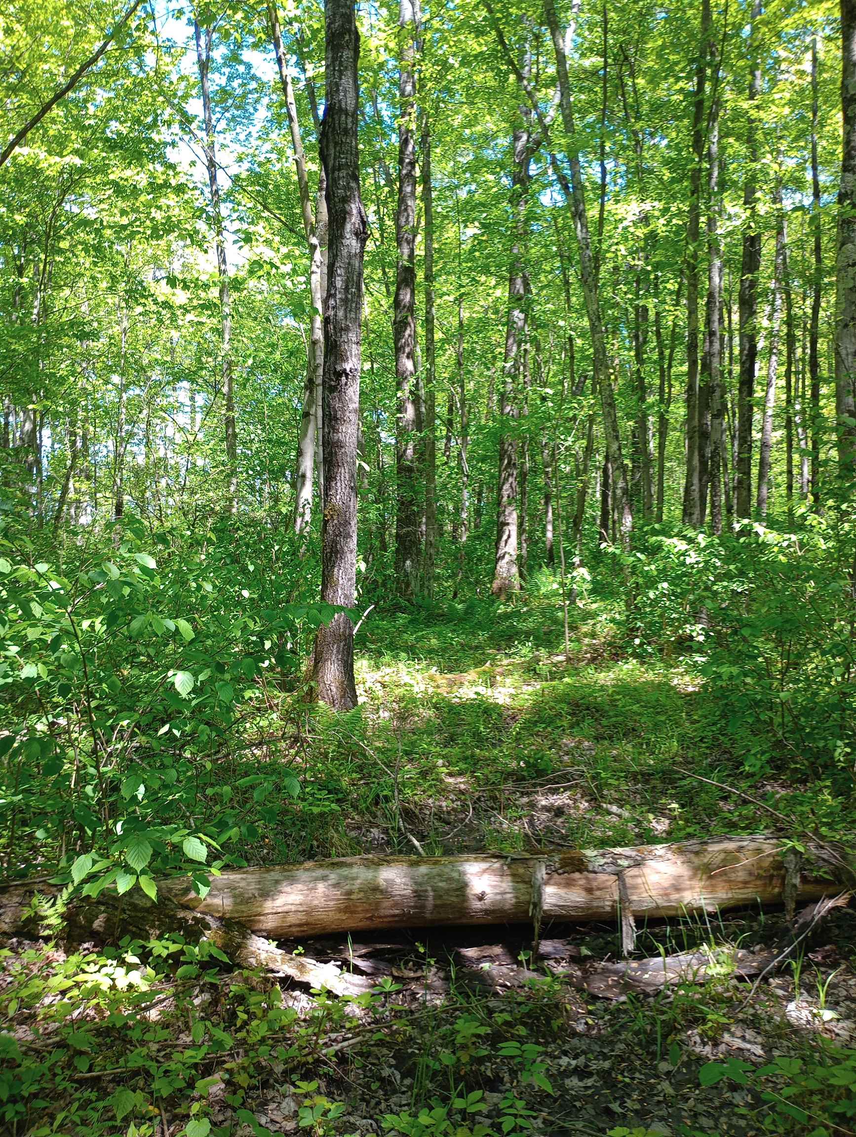 10 acres BRIDGE LANE, Glen Flora, Wisconsin 54526, ,Land,For Sale,10 acres BRIDGE LANE,22402145
