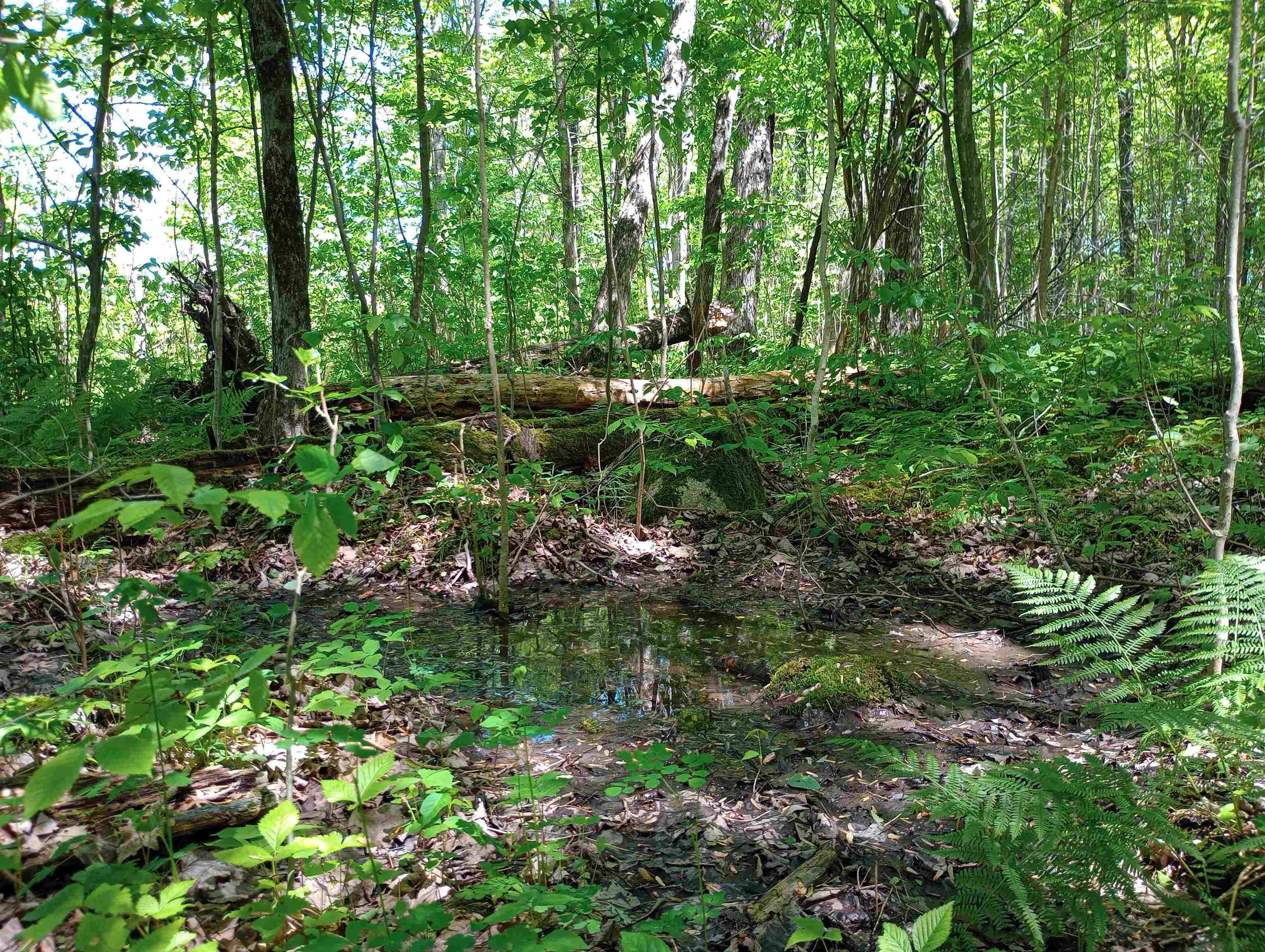 10 acres BRIDGE LANE, Glen Flora, Wisconsin 54526, ,Land,For Sale,10 acres BRIDGE LANE,22402145
