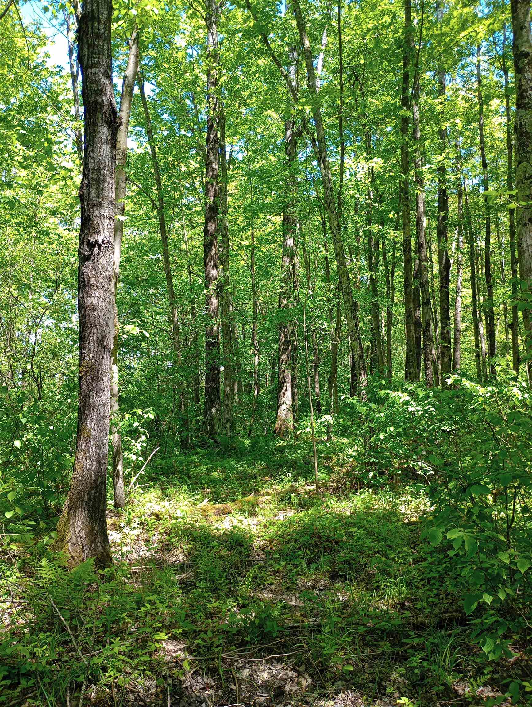 10 acres BRIDGE LANE, Glen Flora, Wisconsin 54526, ,Land,For Sale,10 acres BRIDGE LANE,22402145