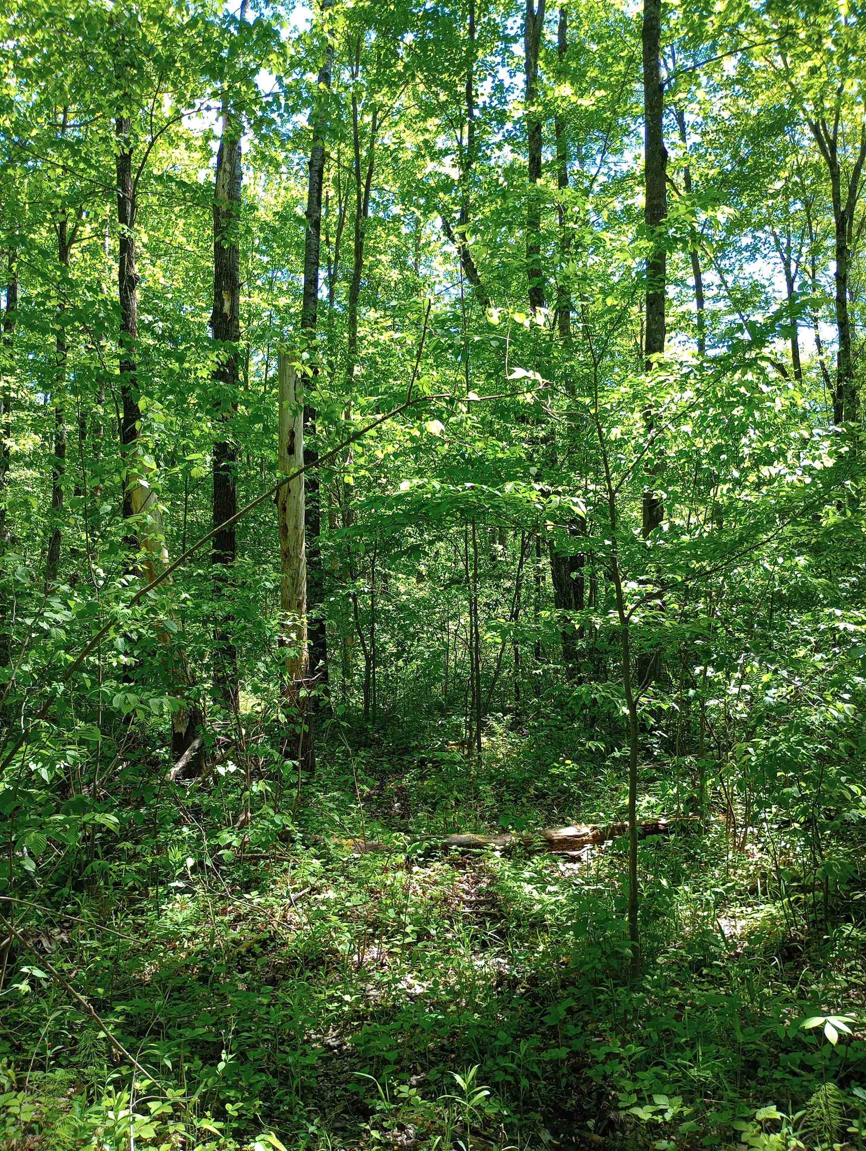 10 acres BRIDGE LANE, Glen Flora, Wisconsin 54526, ,Land,For Sale,10 acres BRIDGE LANE,22402145