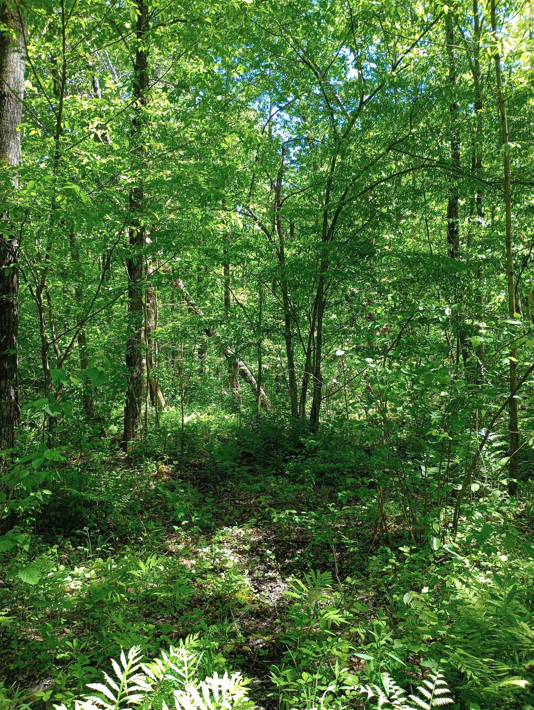 10 acres BRIDGE LANE, Glen Flora, Wisconsin 54526, ,Land,For Sale,10 acres BRIDGE LANE,22402145