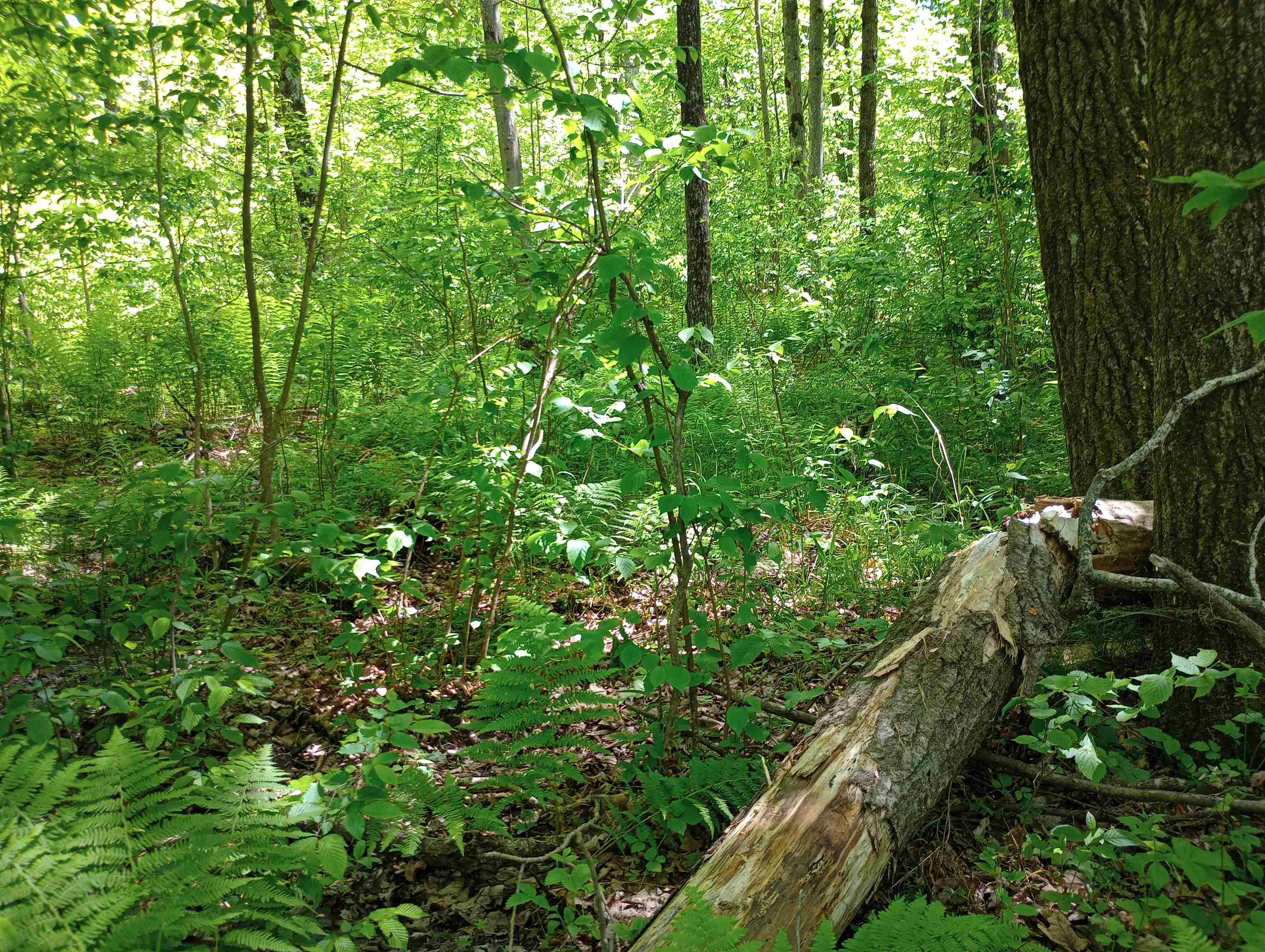 10 acres BRIDGE LANE, Glen Flora, Wisconsin 54526, ,Land,For Sale,10 acres BRIDGE LANE,22402145