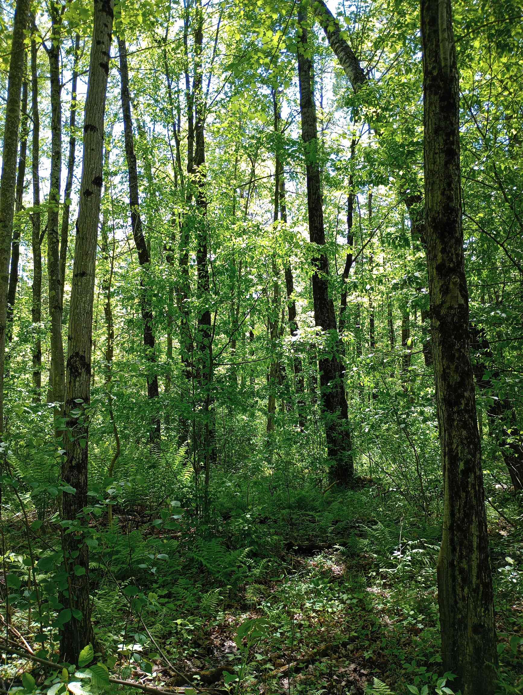 10 acres BRIDGE LANE, Glen Flora, Wisconsin 54526, ,Land,For Sale,10 acres BRIDGE LANE,22402145