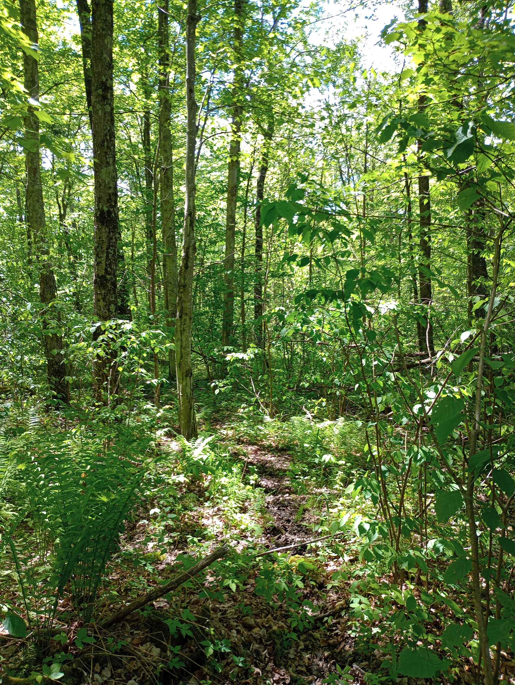 10 acres BRIDGE LANE, Glen Flora, Wisconsin 54526, ,Land,For Sale,10 acres BRIDGE LANE,22402145
