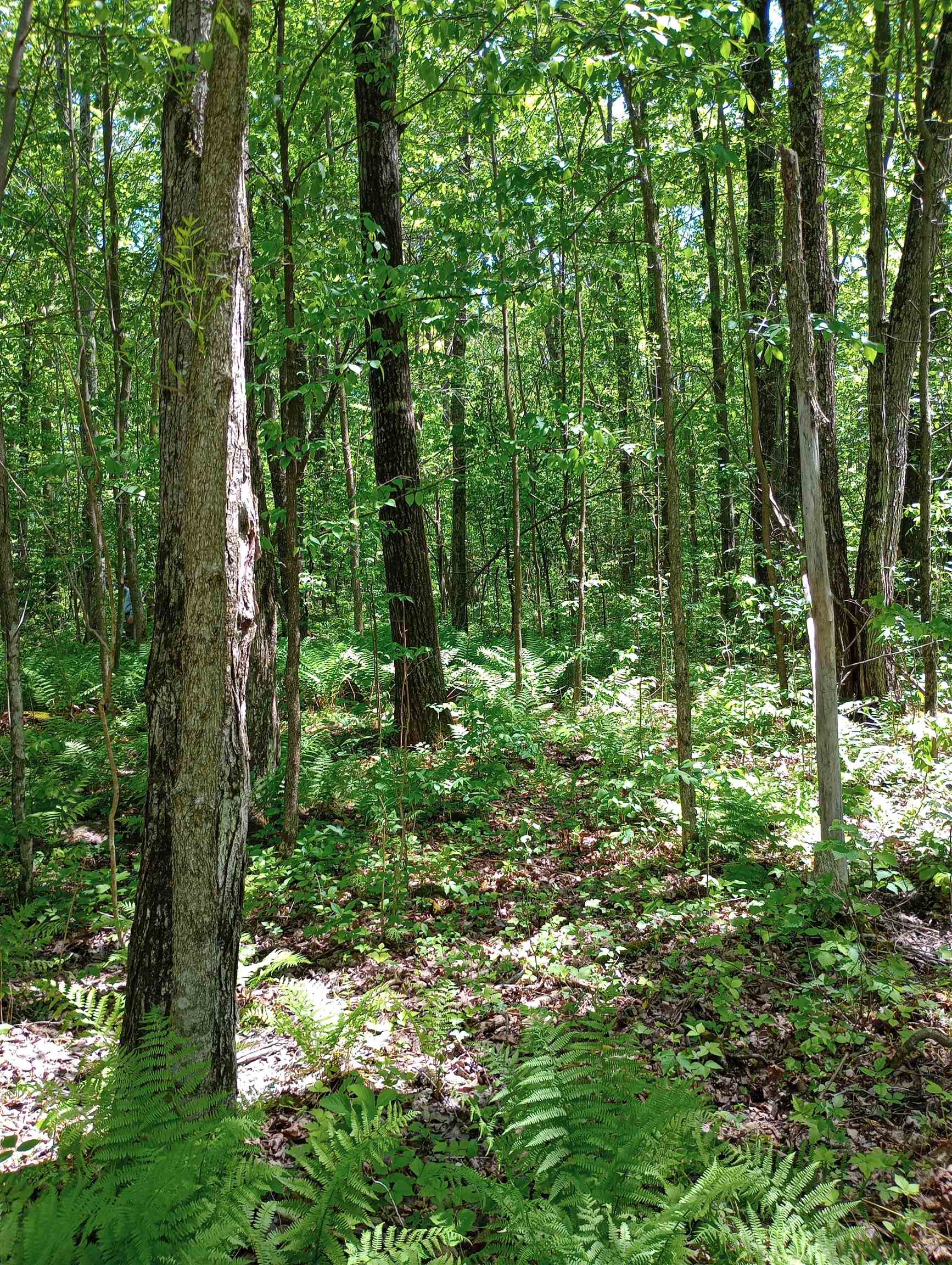 10 acres BRIDGE LANE, Glen Flora, Wisconsin 54526, ,Land,For Sale,10 acres BRIDGE LANE,22402145