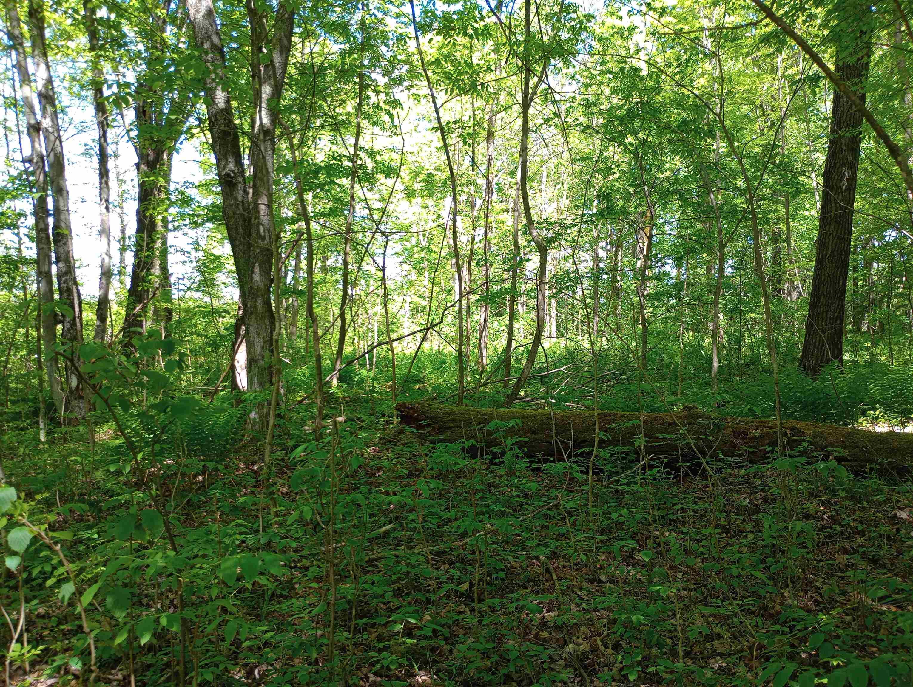 10 acres BRIDGE LANE, Glen Flora, Wisconsin 54526, ,Land,For Sale,10 acres BRIDGE LANE,22402145