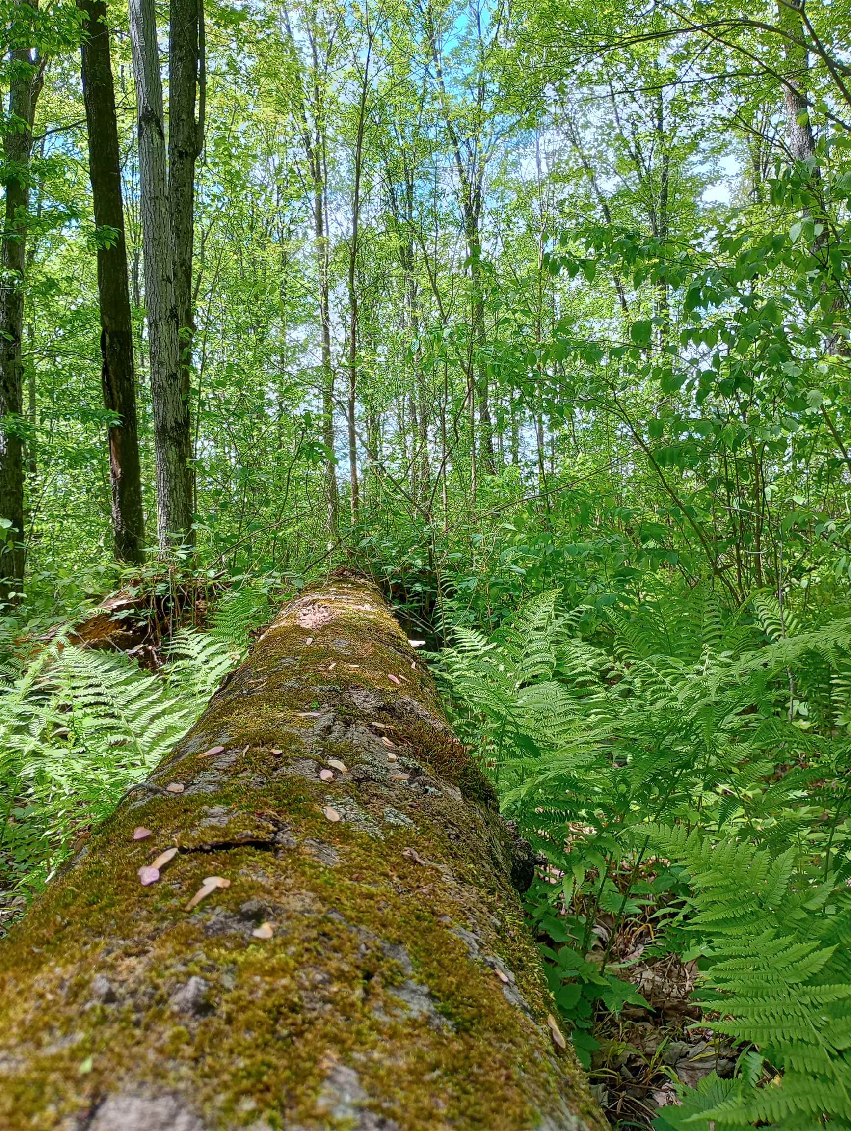 10 acres BRIDGE LANE, Glen Flora, Wisconsin 54526, ,Land,For Sale,10 acres BRIDGE LANE,22402145