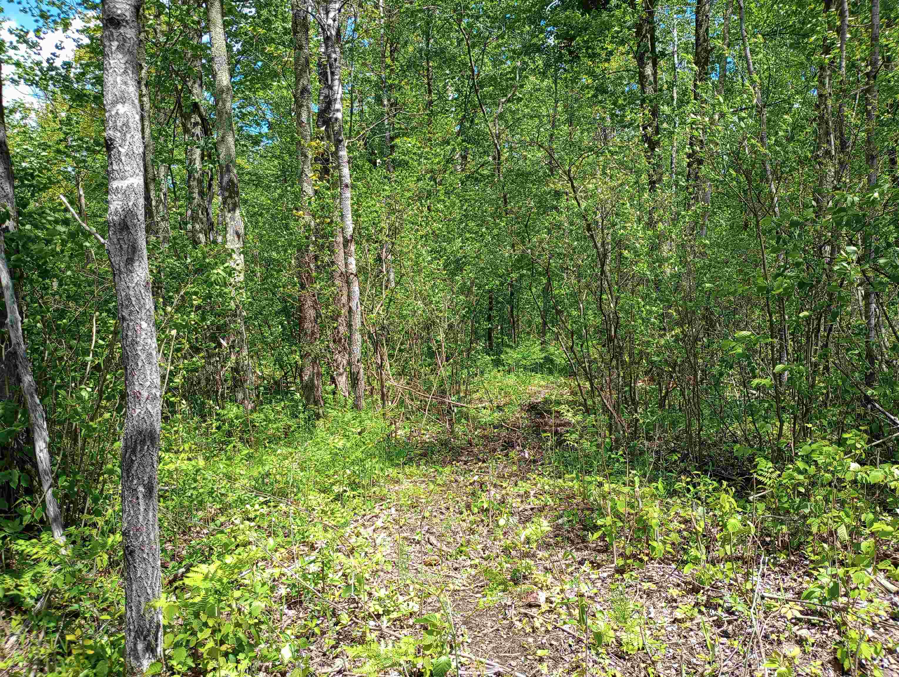 10 acres BRIDGE LANE, Glen Flora, Wisconsin 54526, ,Land,For Sale,10 acres BRIDGE LANE,22402145