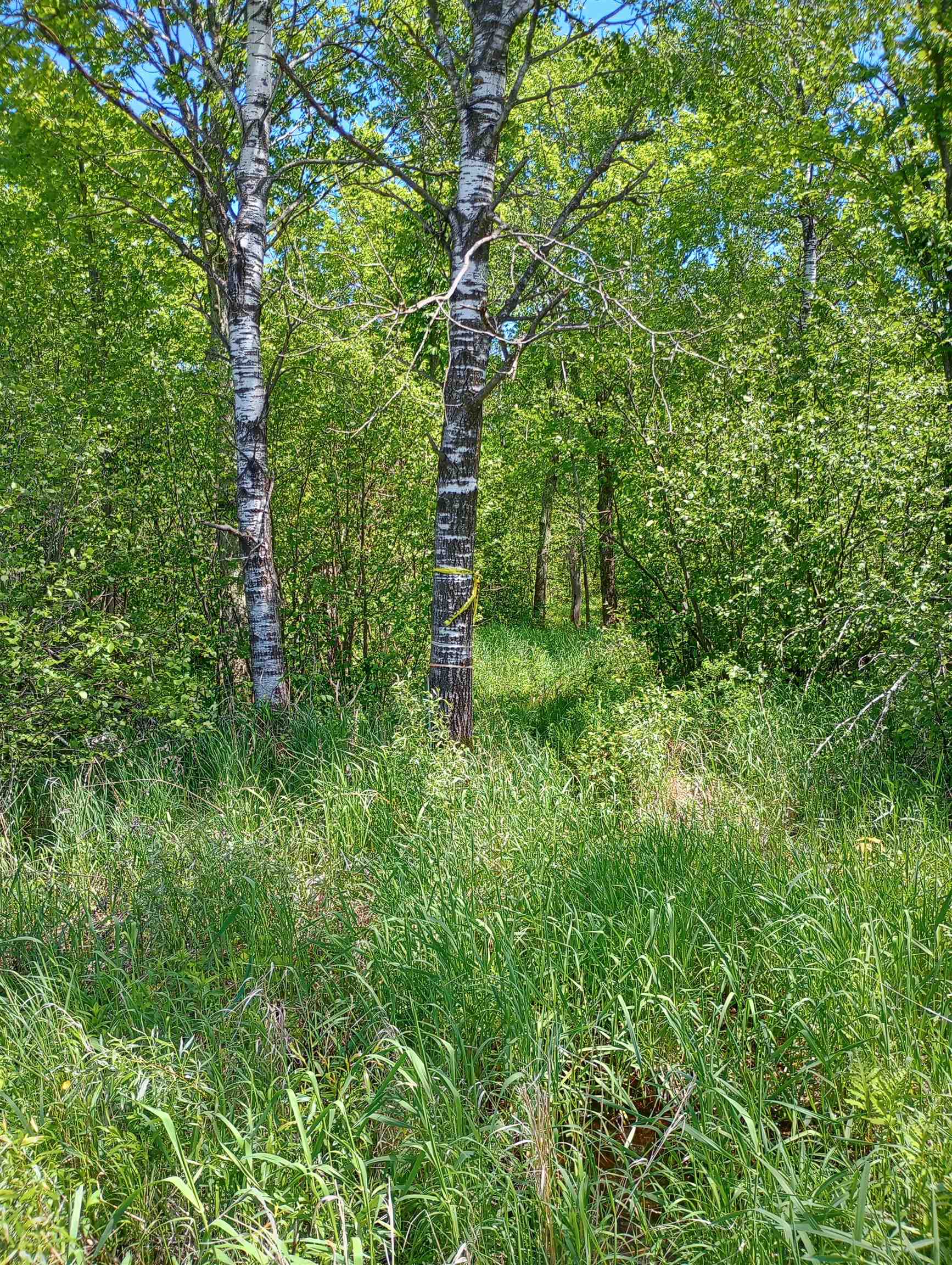 10 acres BRIDGE LANE, Glen Flora, Wisconsin 54526, ,Land,For Sale,10 acres BRIDGE LANE,22402145