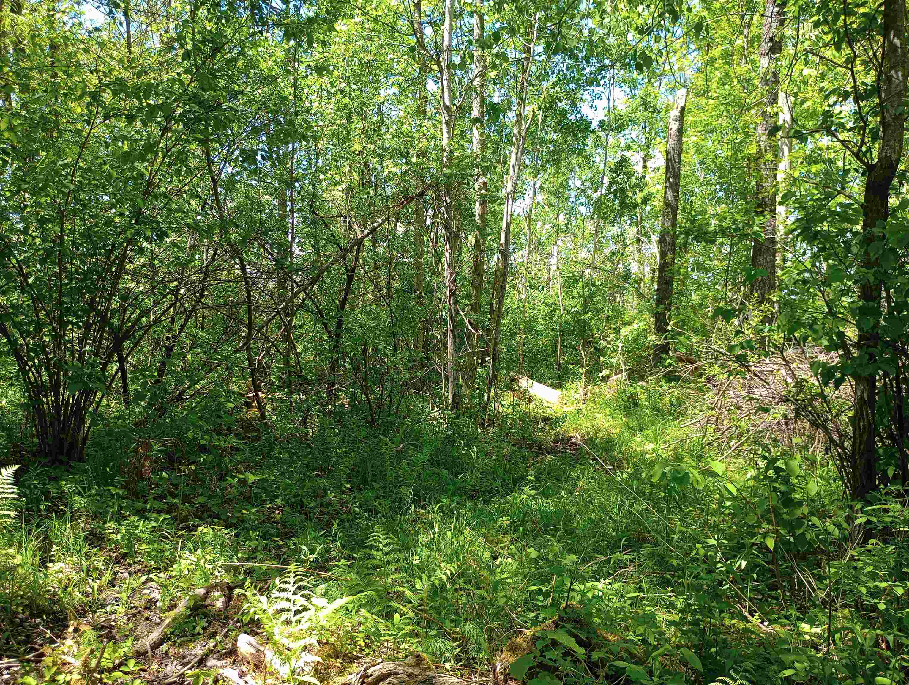 10 acres BRIDGE LANE, Glen Flora, Wisconsin 54526, ,Land,For Sale,10 acres BRIDGE LANE,22402145