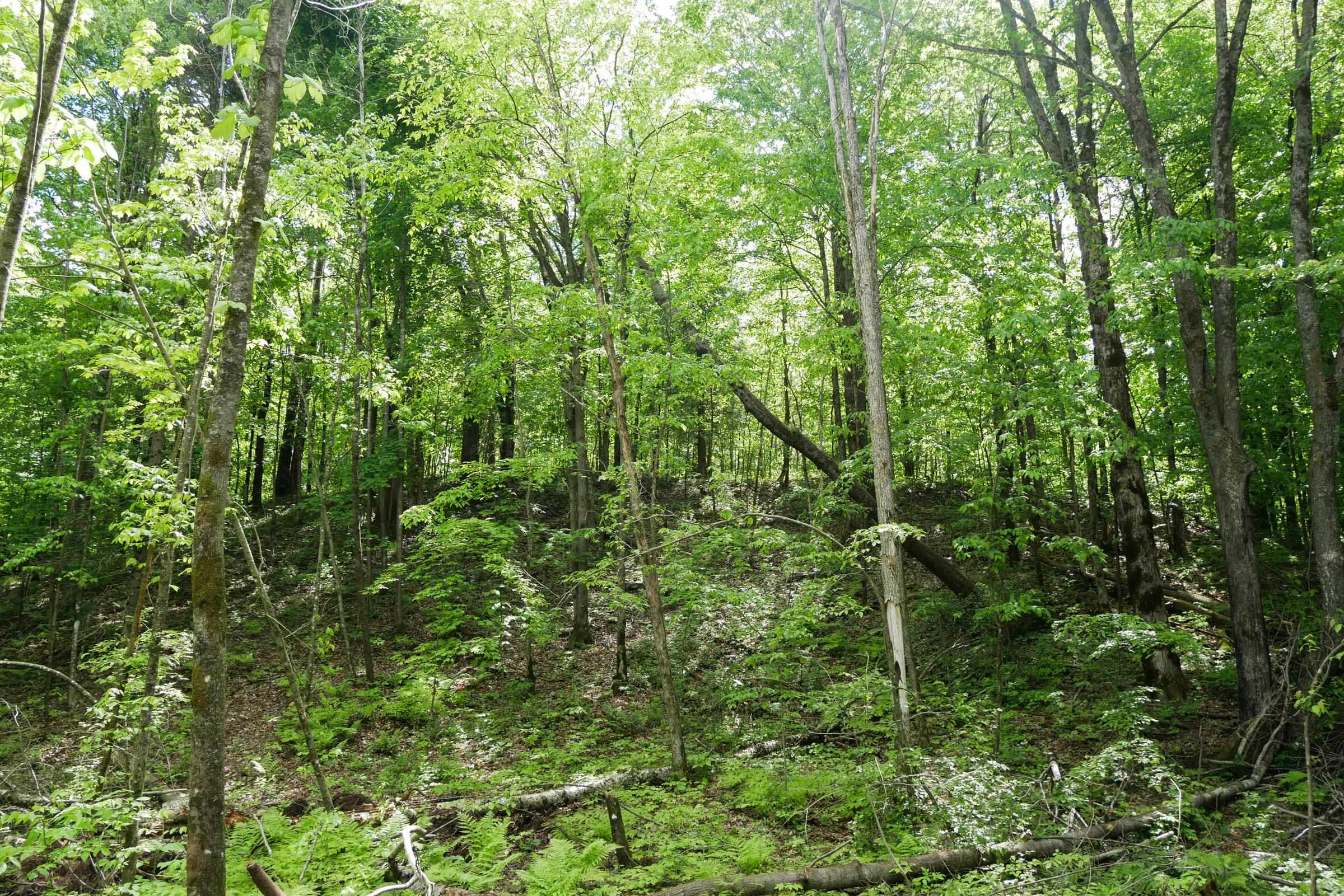 Lots and Land for sale in Withee, Wisconsin, 22402201