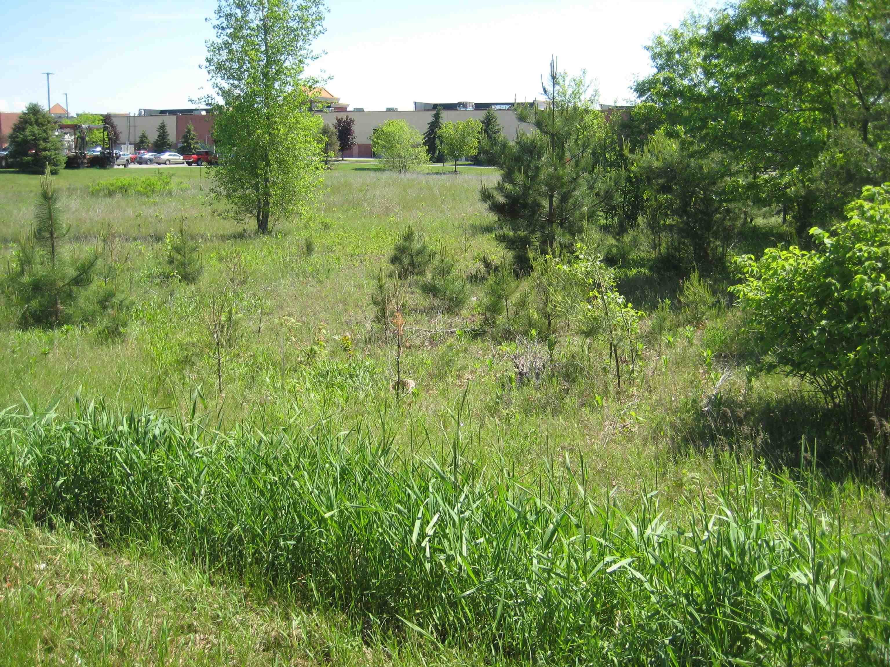 0 MAPLE DRIVE, Plover, Wisconsin 54467, ,Land,For Sale,0 MAPLE DRIVE,22402570