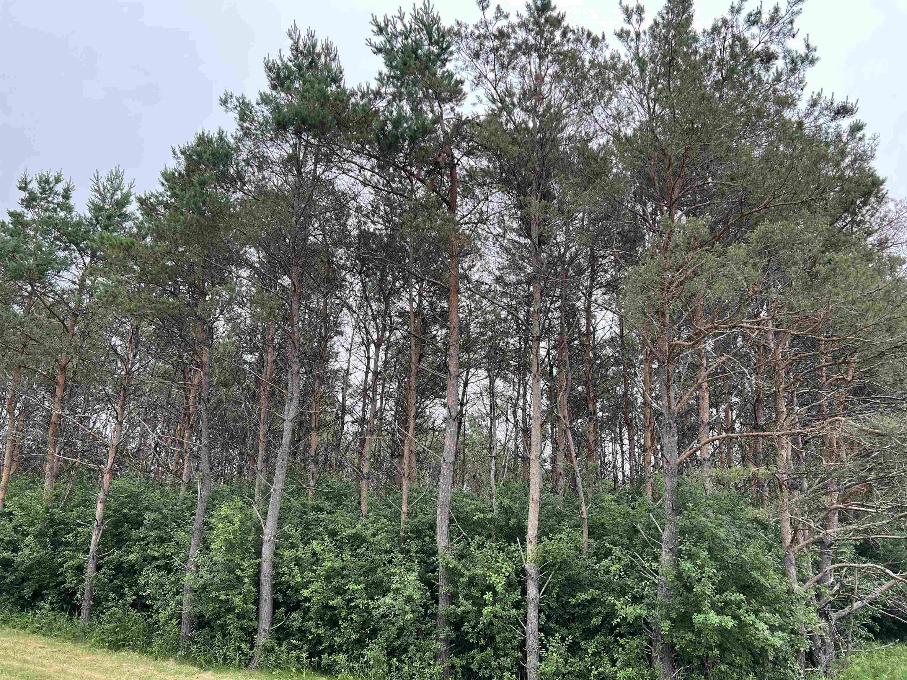 Lot 11 STATE HIGHWAY 45, Wittenberg, Wisconsin 54499, ,Land,For Sale,Lot 11 STATE HIGHWAY 45,22402716