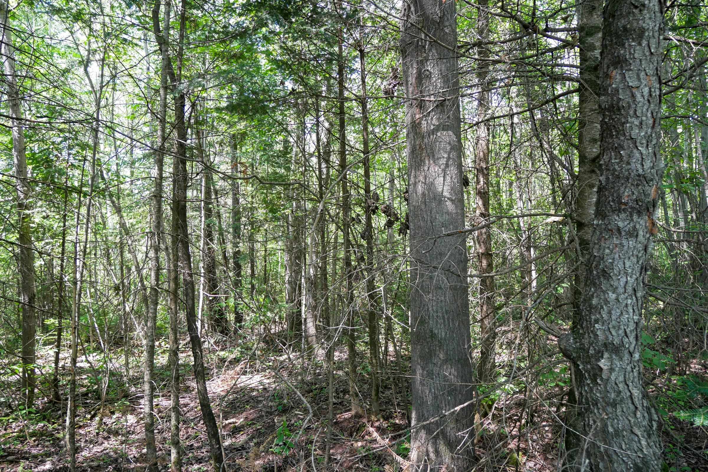 +/-8.25 Acres MULBERRY LANE, Medford, Wisconsin 54451, ,Land,For Sale,+/-8.25 Acres MULBERRY LANE,22403050