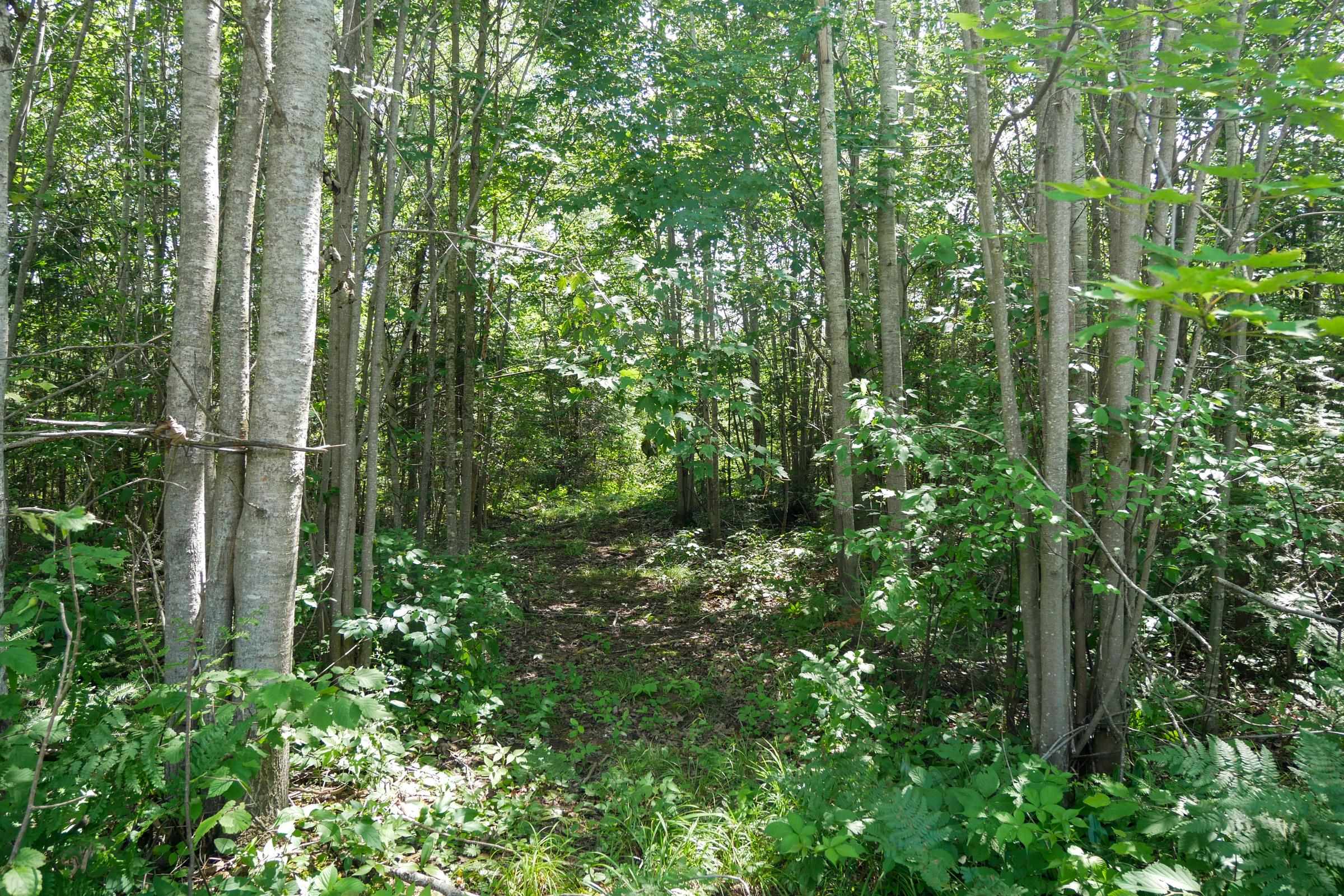 +/-8.25 Acres MULBERRY LANE, Medford, Wisconsin 54451, ,Land,For Sale,+/-8.25 Acres MULBERRY LANE,22403050