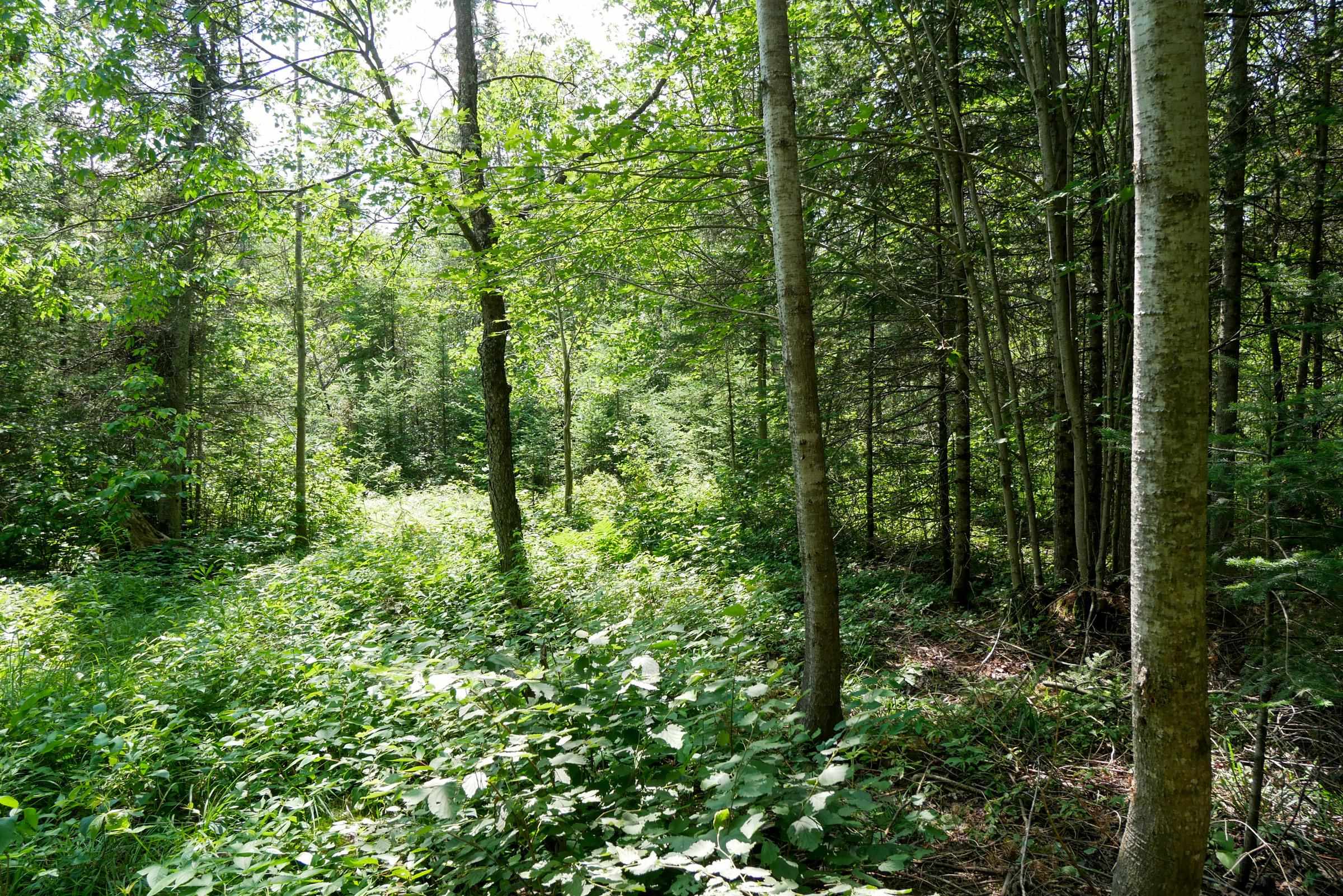 +/-8.25 Acres MULBERRY LANE, Medford, Wisconsin 54451, ,Land,For Sale,+/-8.25 Acres MULBERRY LANE,22403050
