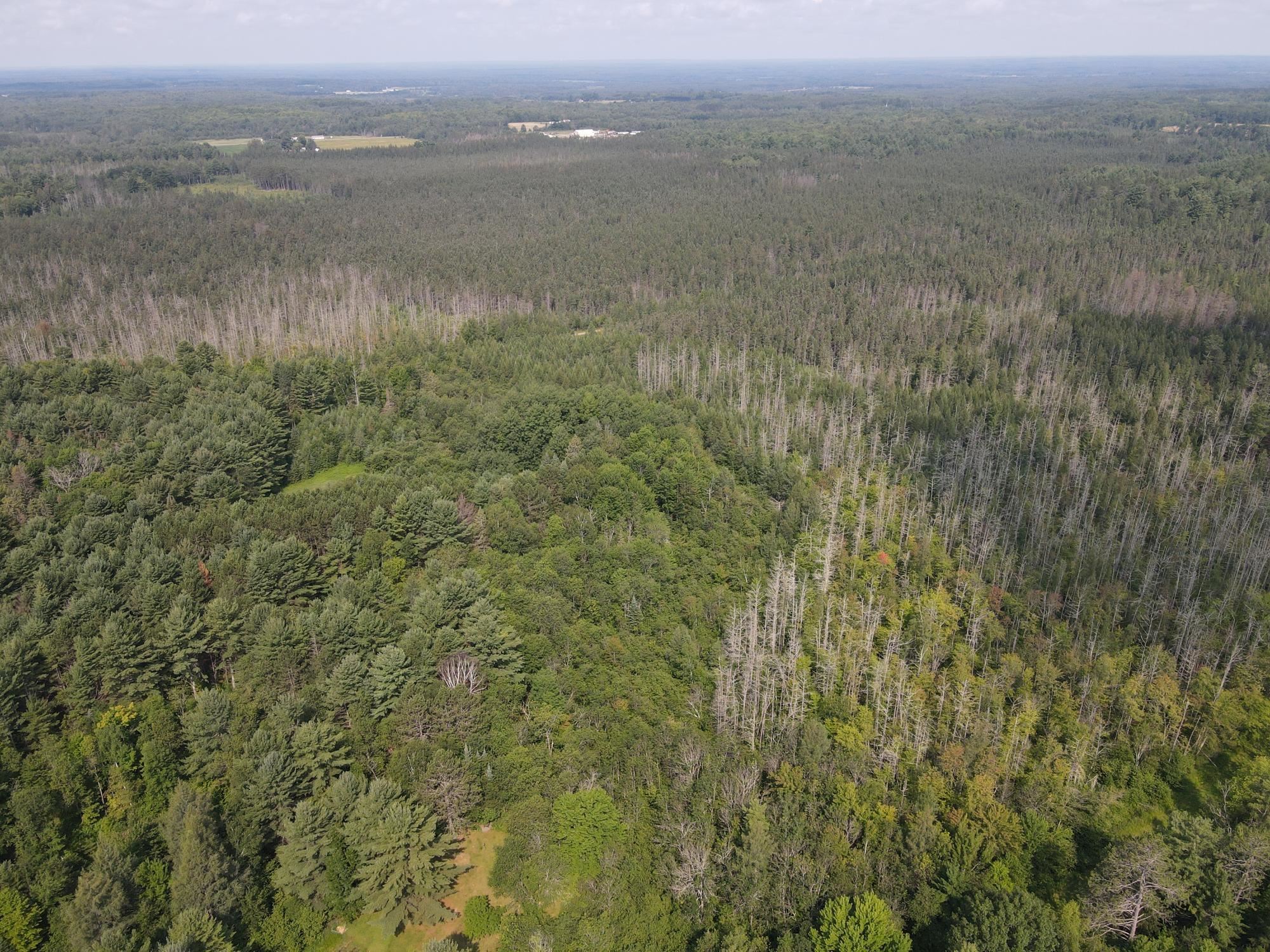 000 DAHL ROAD, Ogema, Wisconsin 54459, ,Land,For Sale,000 DAHL ROAD,22403564