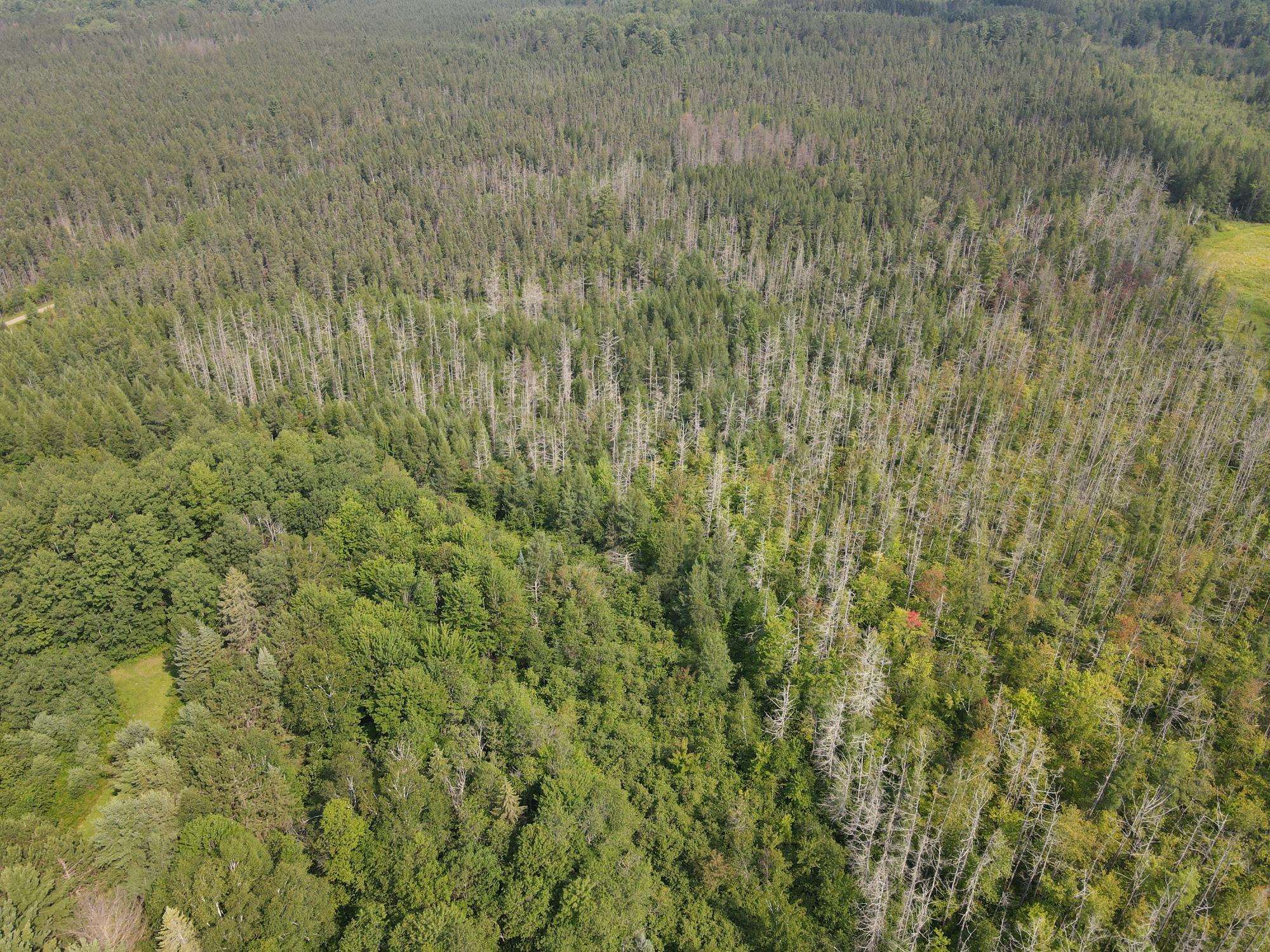 000 DAHL ROAD, Ogema, Wisconsin 54459, ,Land,For Sale,000 DAHL ROAD,22403564