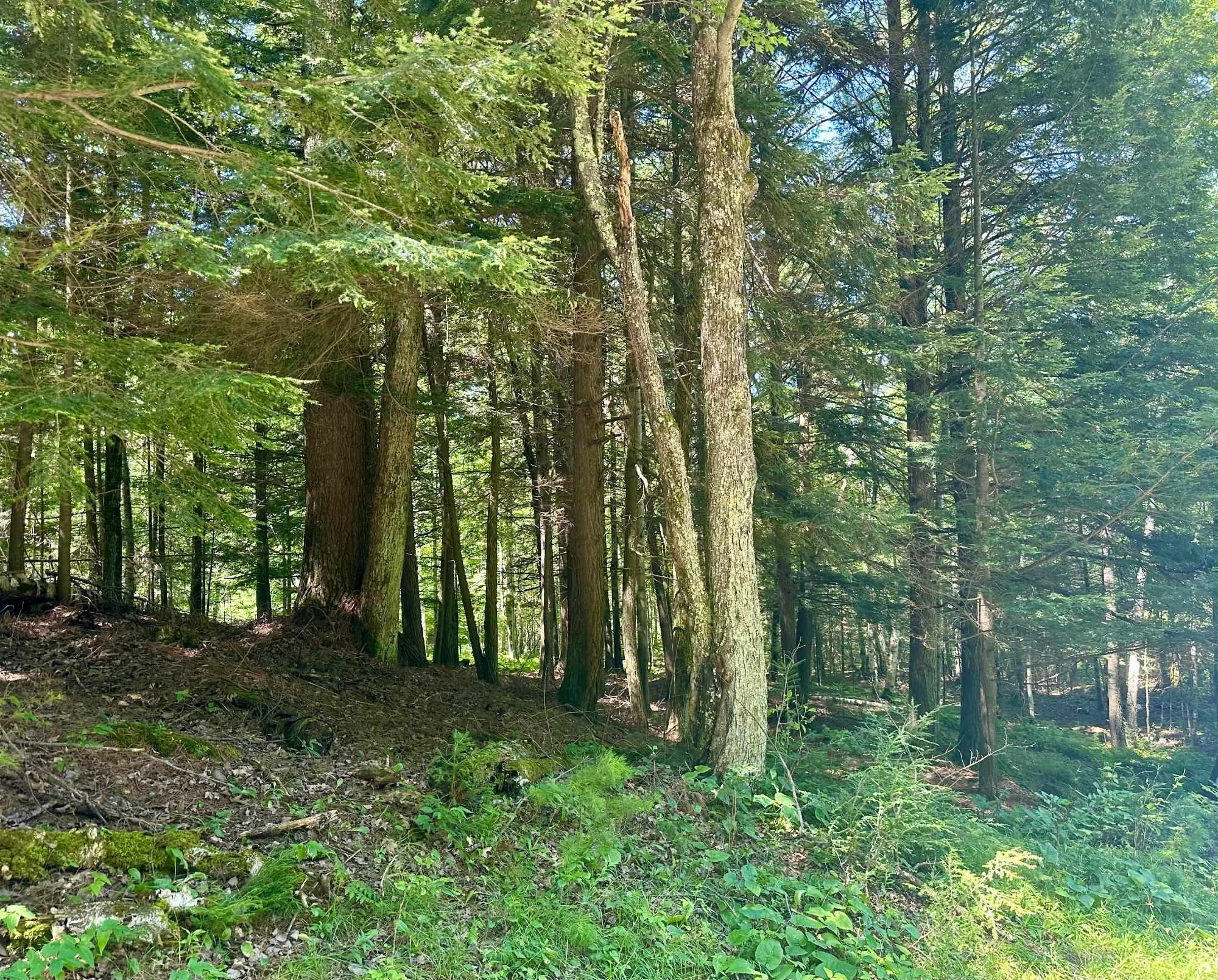 000 DAHL ROAD, Ogema, Wisconsin 54459, ,Land,For Sale,000 DAHL ROAD,22403564