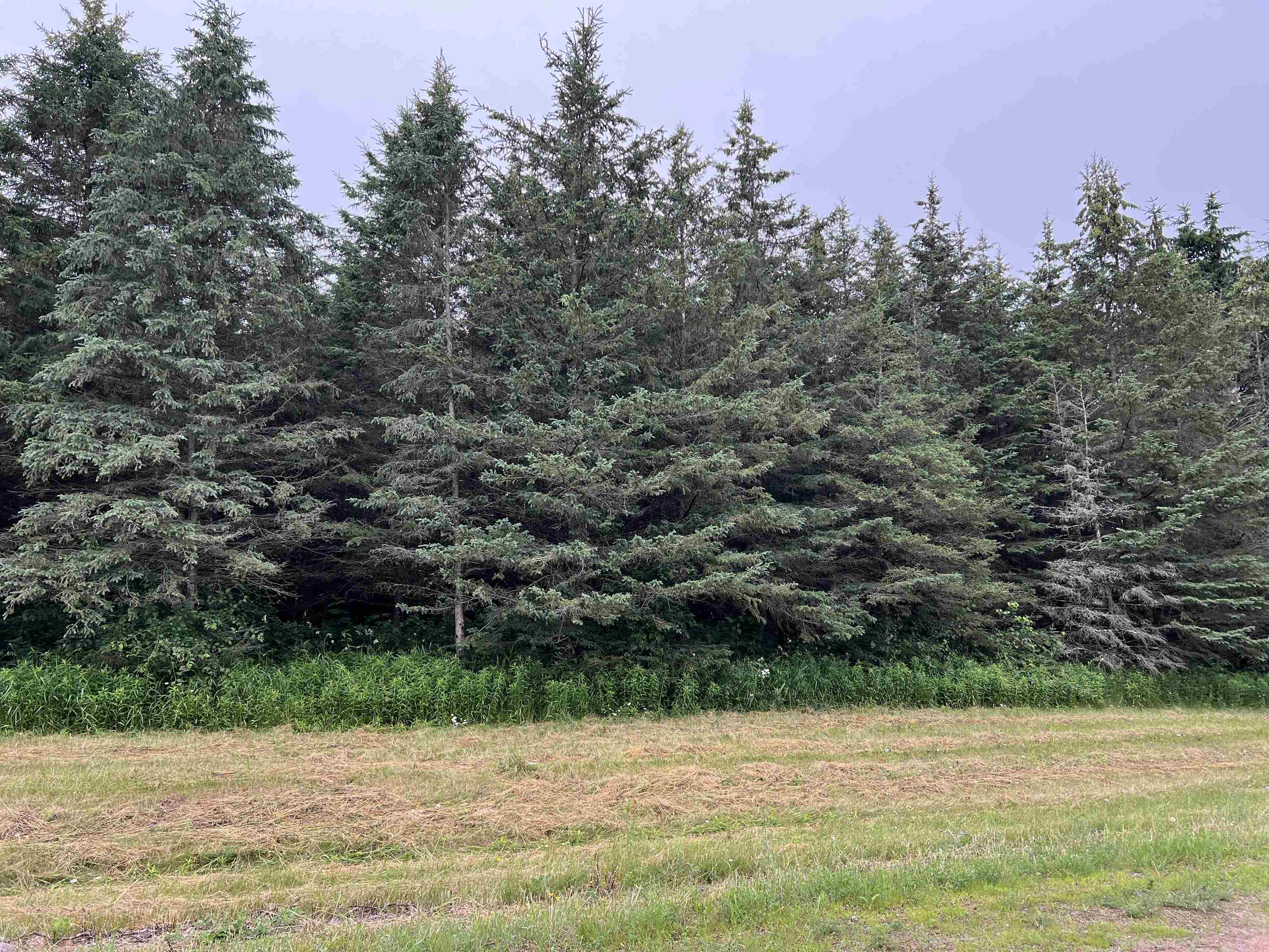 Lot 7 SUE ALAN DRIVE, Wittenberg, Wisconsin 54499, ,Land,For Sale,Lot 7 SUE ALAN DRIVE,22403731