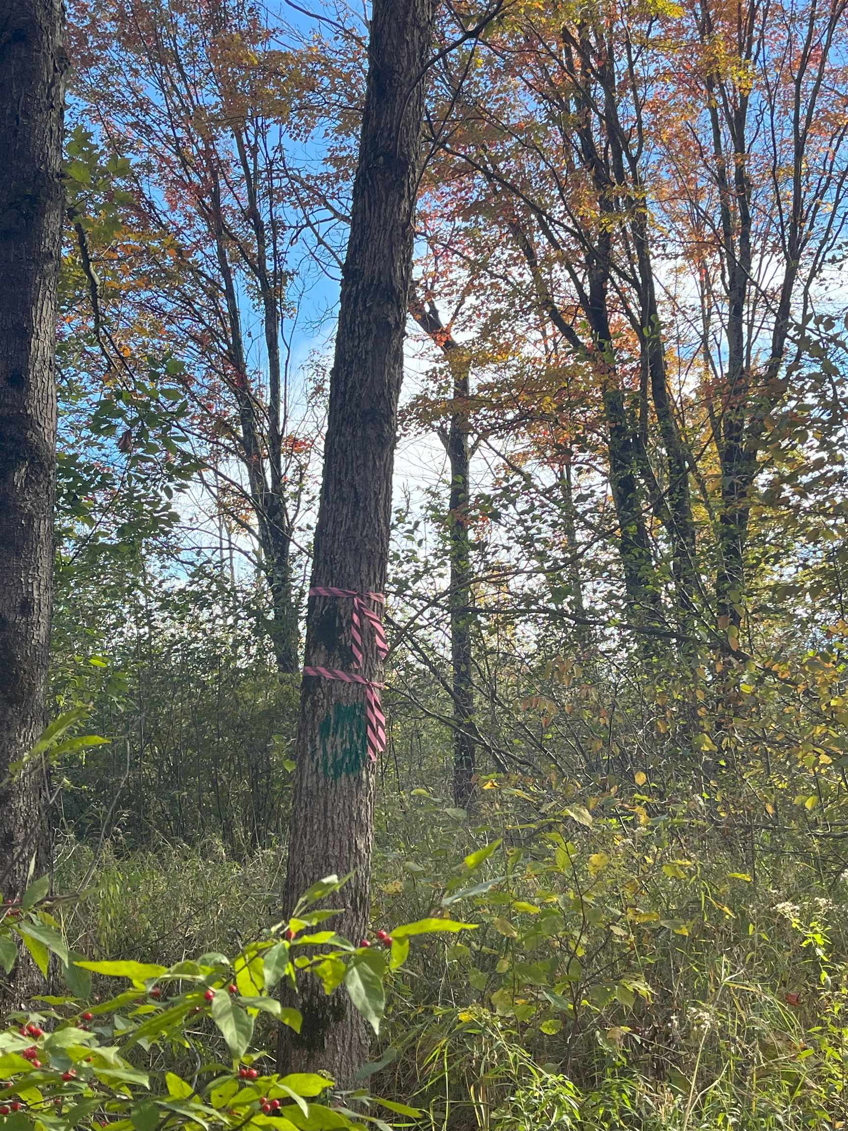 N5104 PASS ROAD, Catawba, Wisconsin 54515, ,Land,For Sale,N5104 PASS ROAD,22404843