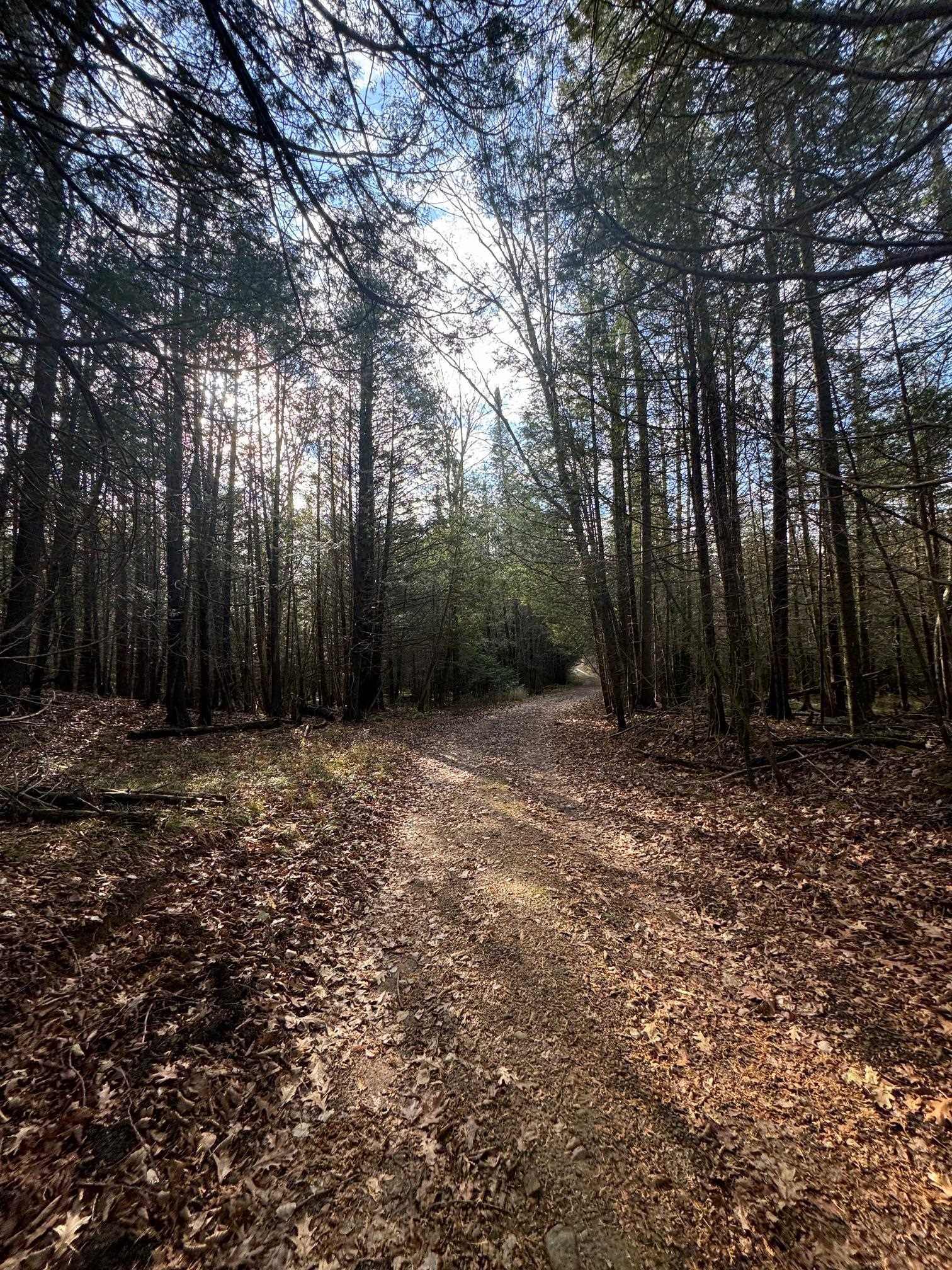 BIRNAMWOOD ROAD, Birnamwood, Wisconsin 54414, ,Land,For Sale,BIRNAMWOOD ROAD,22405215