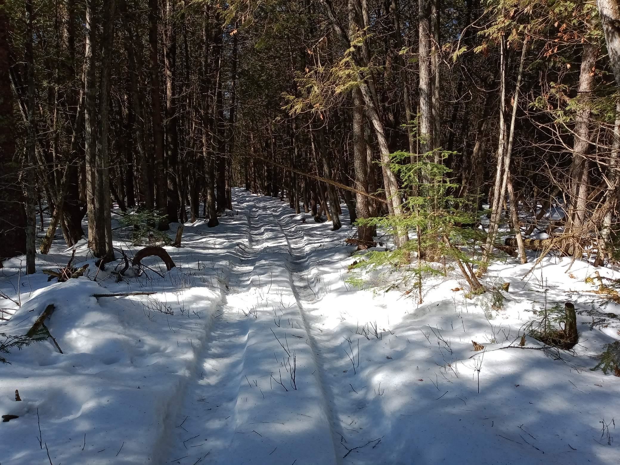 BIRNAMWOOD ROAD, Birnamwood, Wisconsin 54414, ,Land,For Sale,BIRNAMWOOD ROAD,22405215