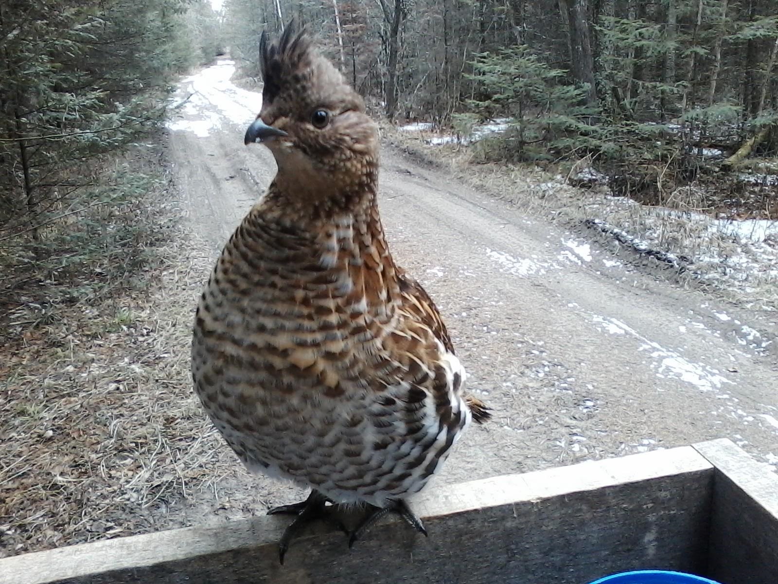 BIRNAMWOOD ROAD, Birnamwood, Wisconsin 54414, ,Land,For Sale,BIRNAMWOOD ROAD,22405215