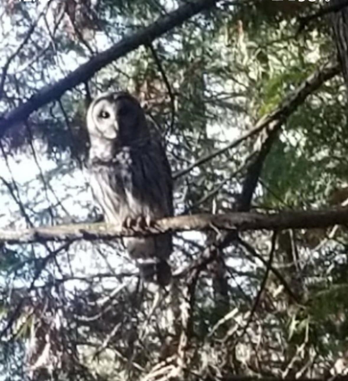 BIRNAMWOOD ROAD, Birnamwood, Wisconsin 54414, ,Land,For Sale,BIRNAMWOOD ROAD,22405215