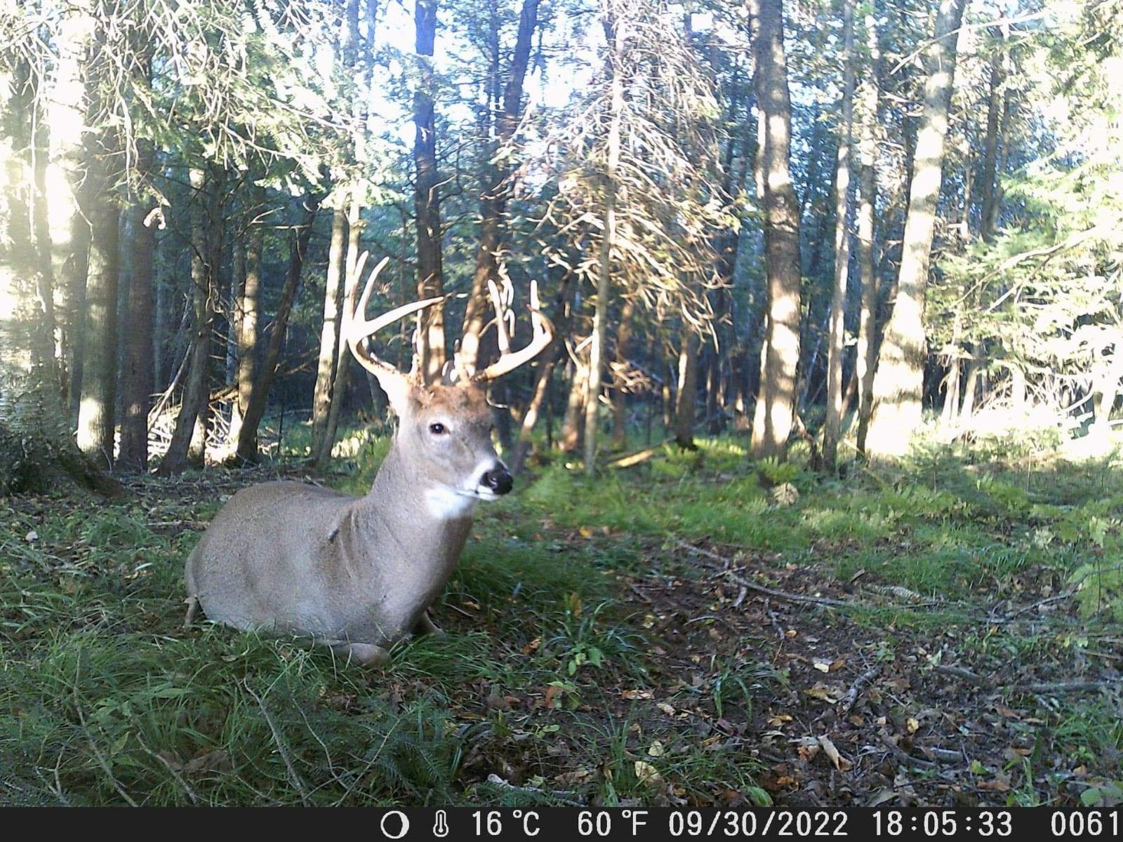 BIRNAMWOOD ROAD, Birnamwood, Wisconsin 54414, ,Land,For Sale,BIRNAMWOOD ROAD,22405215