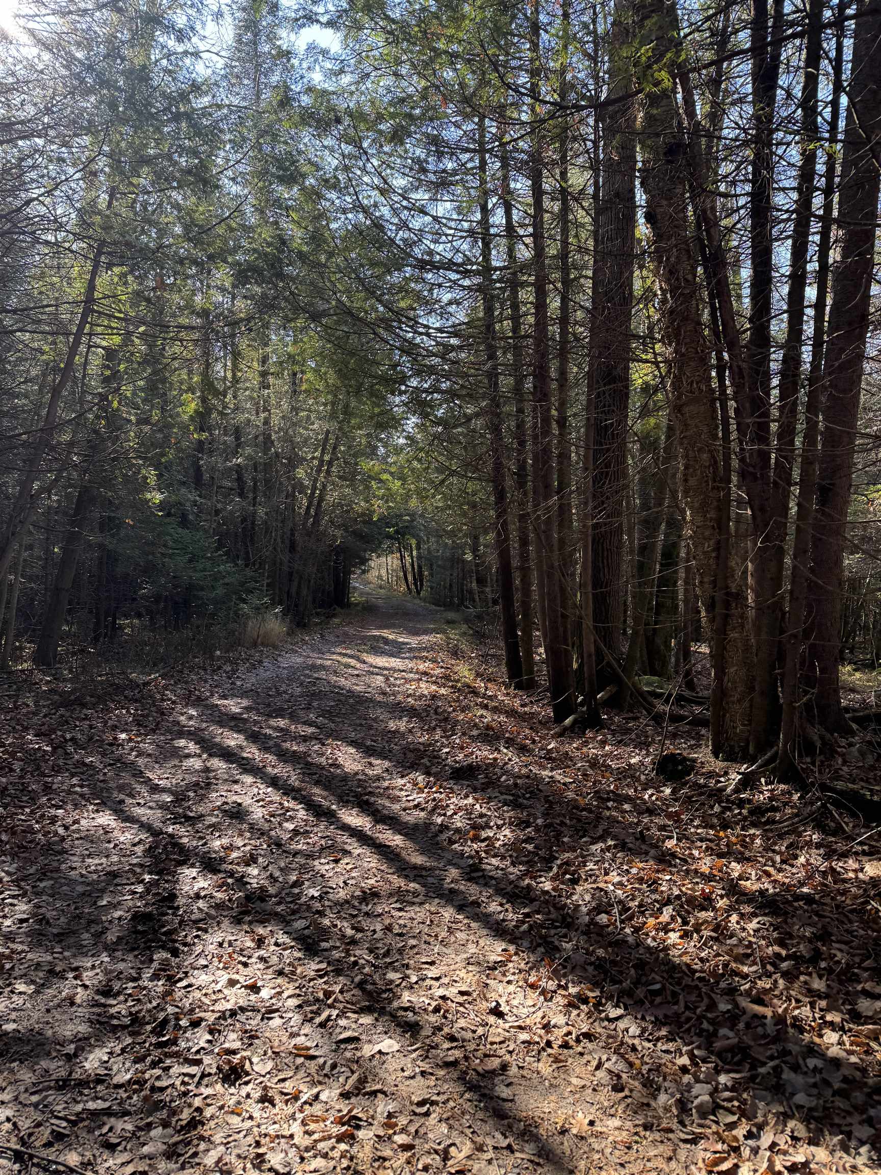 BIRNAMWOOD ROAD, Birnamwood, Wisconsin 54414, ,Land,For Sale,BIRNAMWOOD ROAD,22405215