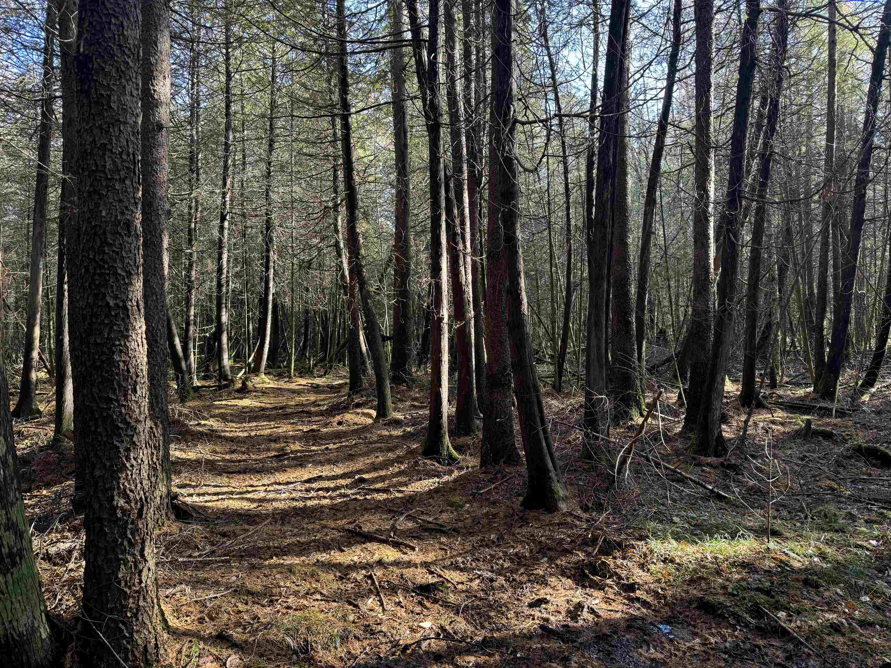 BIRNAMWOOD ROAD, Birnamwood, Wisconsin 54414, ,Land,For Sale,BIRNAMWOOD ROAD,22405215