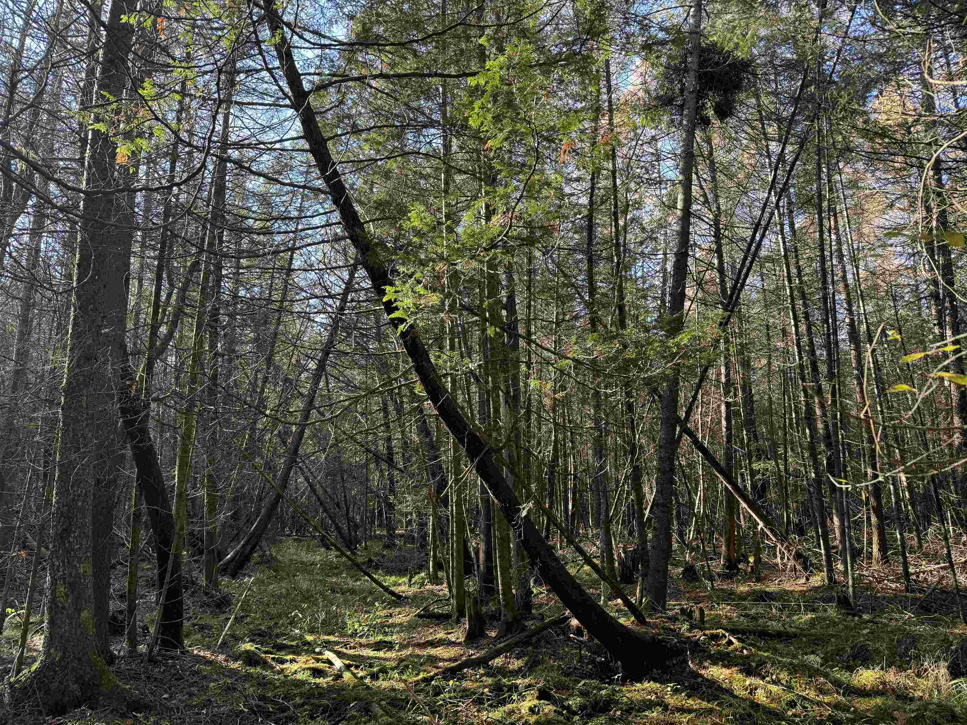 BIRNAMWOOD ROAD, Birnamwood, Wisconsin 54414, ,Land,For Sale,BIRNAMWOOD ROAD,22405215