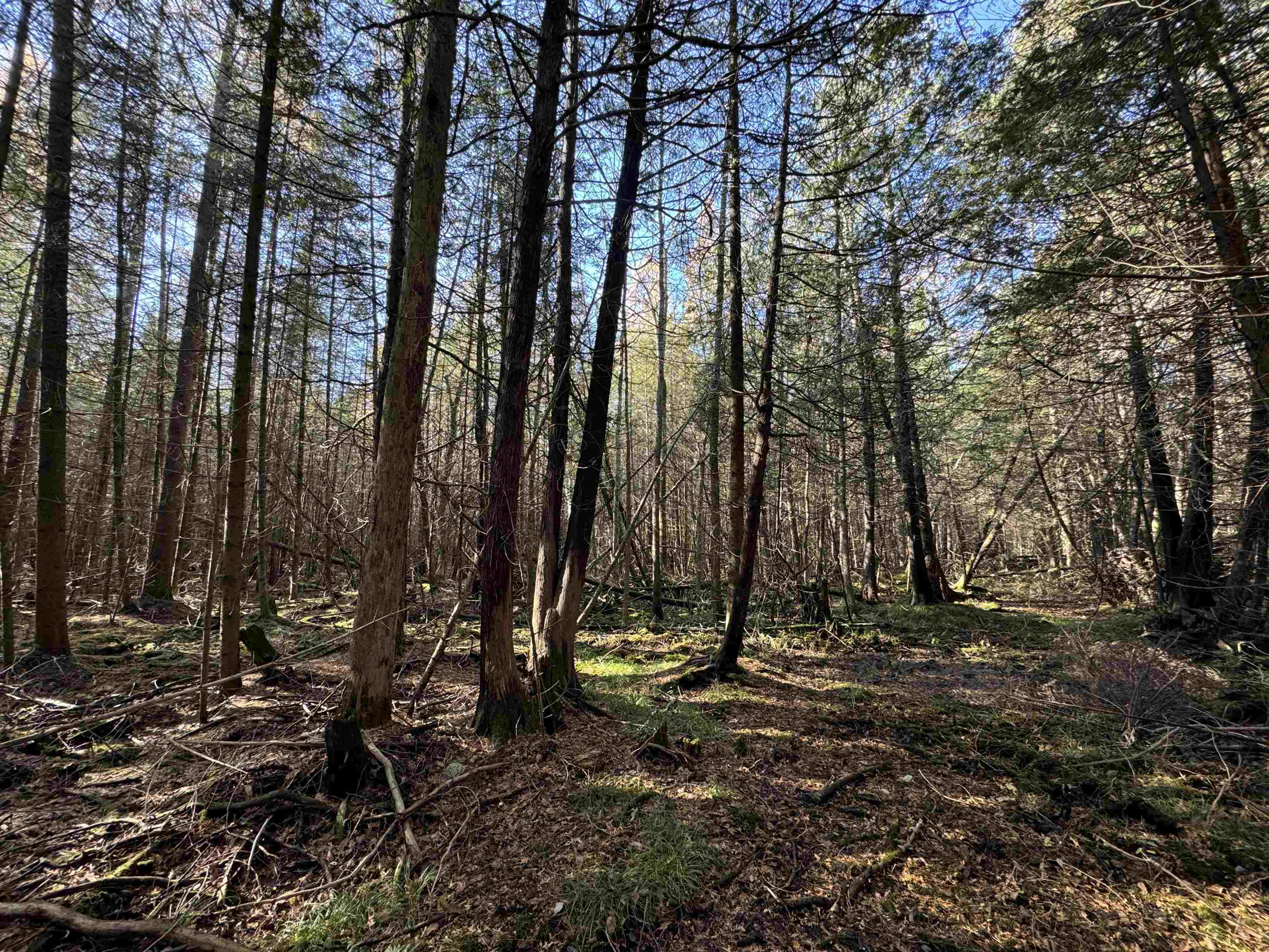 BIRNAMWOOD ROAD, Birnamwood, Wisconsin 54414, ,Land,For Sale,BIRNAMWOOD ROAD,22405215