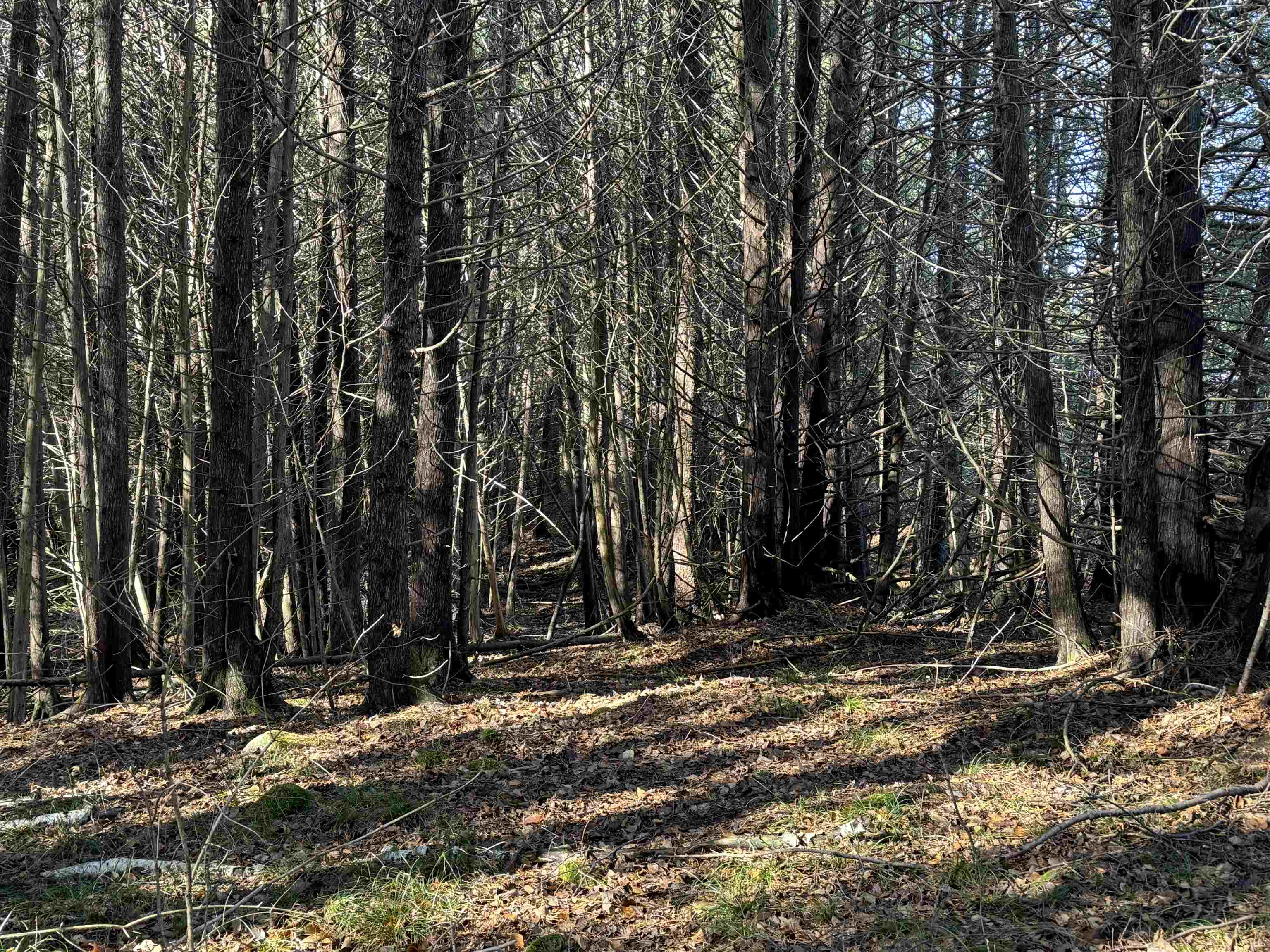 BIRNAMWOOD ROAD, Birnamwood, Wisconsin 54414, ,Land,For Sale,BIRNAMWOOD ROAD,22405215