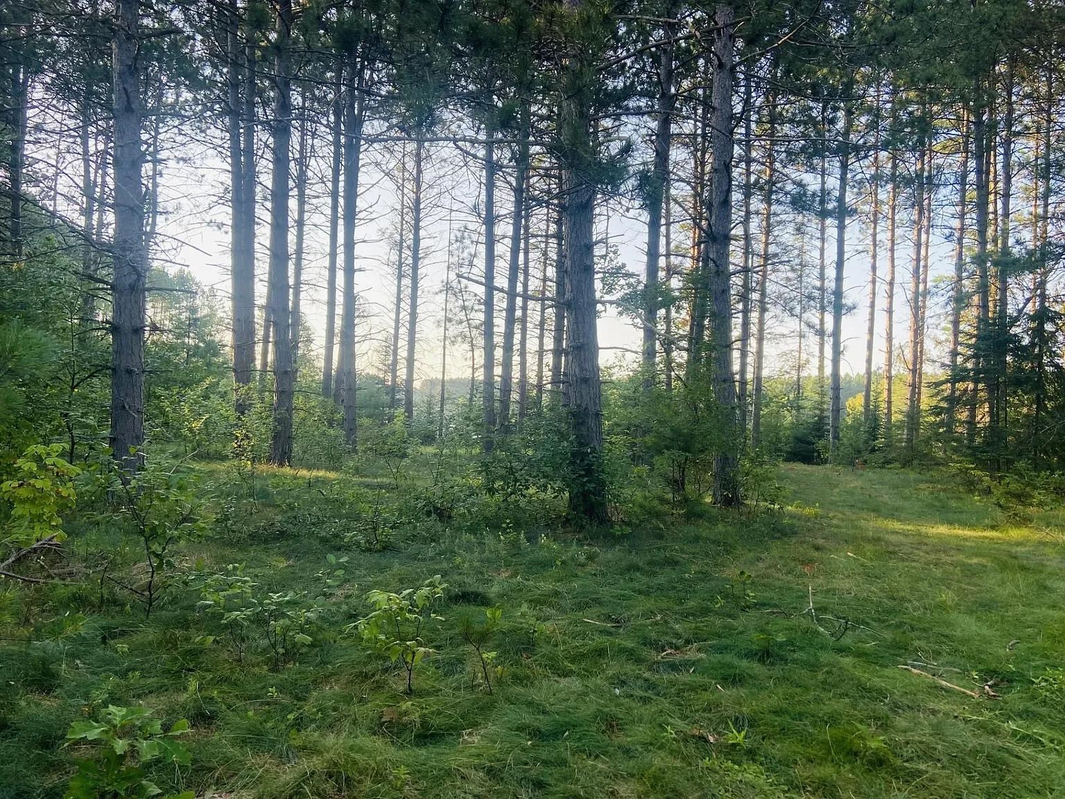 Lot 2 PINE SHORE LANE, Tomahawk, Wisconsin 54487, ,Land,For Sale,Lot 2 PINE SHORE LANE,22405330