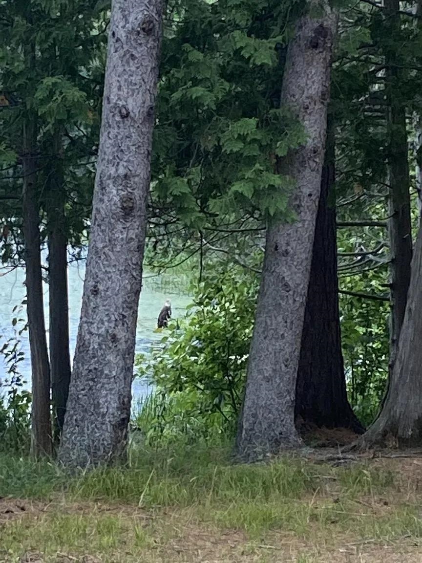 Lot 2 PINE SHORE LANE, Tomahawk, Wisconsin 54487, ,Land,For Sale,Lot 2 PINE SHORE LANE,22405330