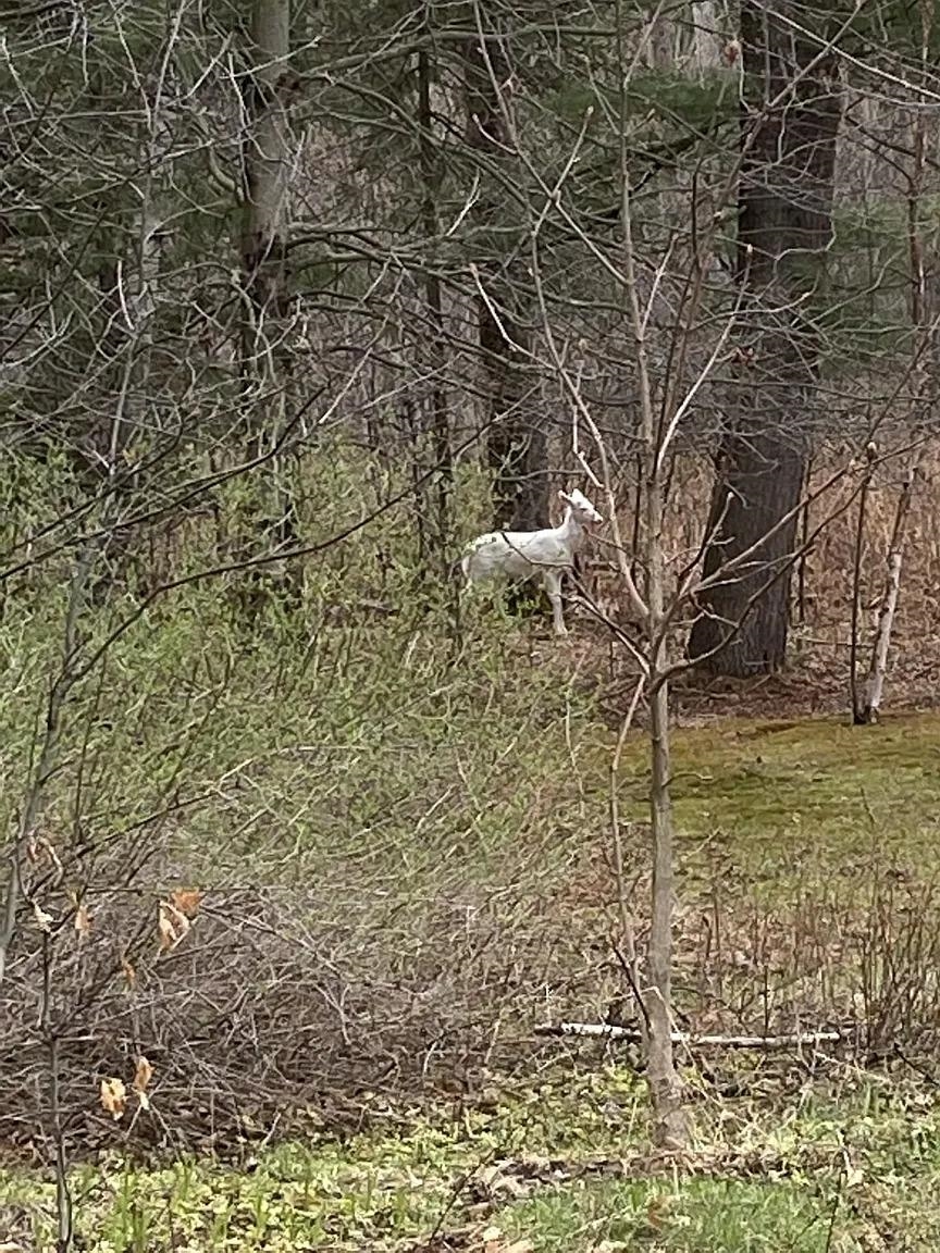 Lot 2 PINE SHORE LANE, Tomahawk, Wisconsin 54487, ,Land,For Sale,Lot 2 PINE SHORE LANE,22405330