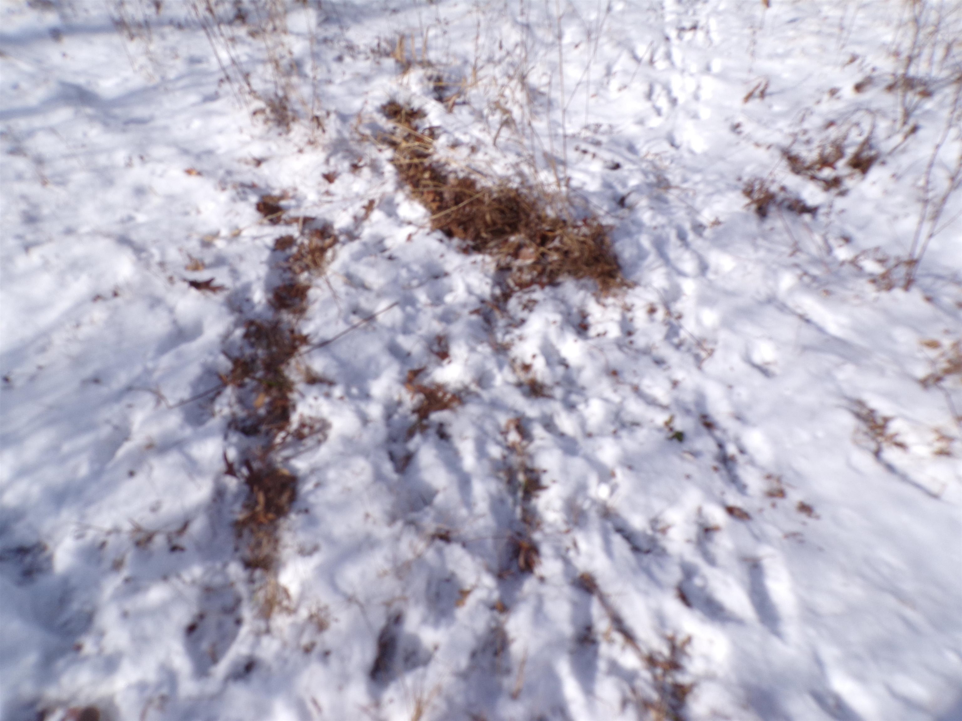 N11904 GORMAN AVENUE, Thorp, Wisconsin 54771, ,Land,For Sale,N11904 GORMAN AVENUE,22500548