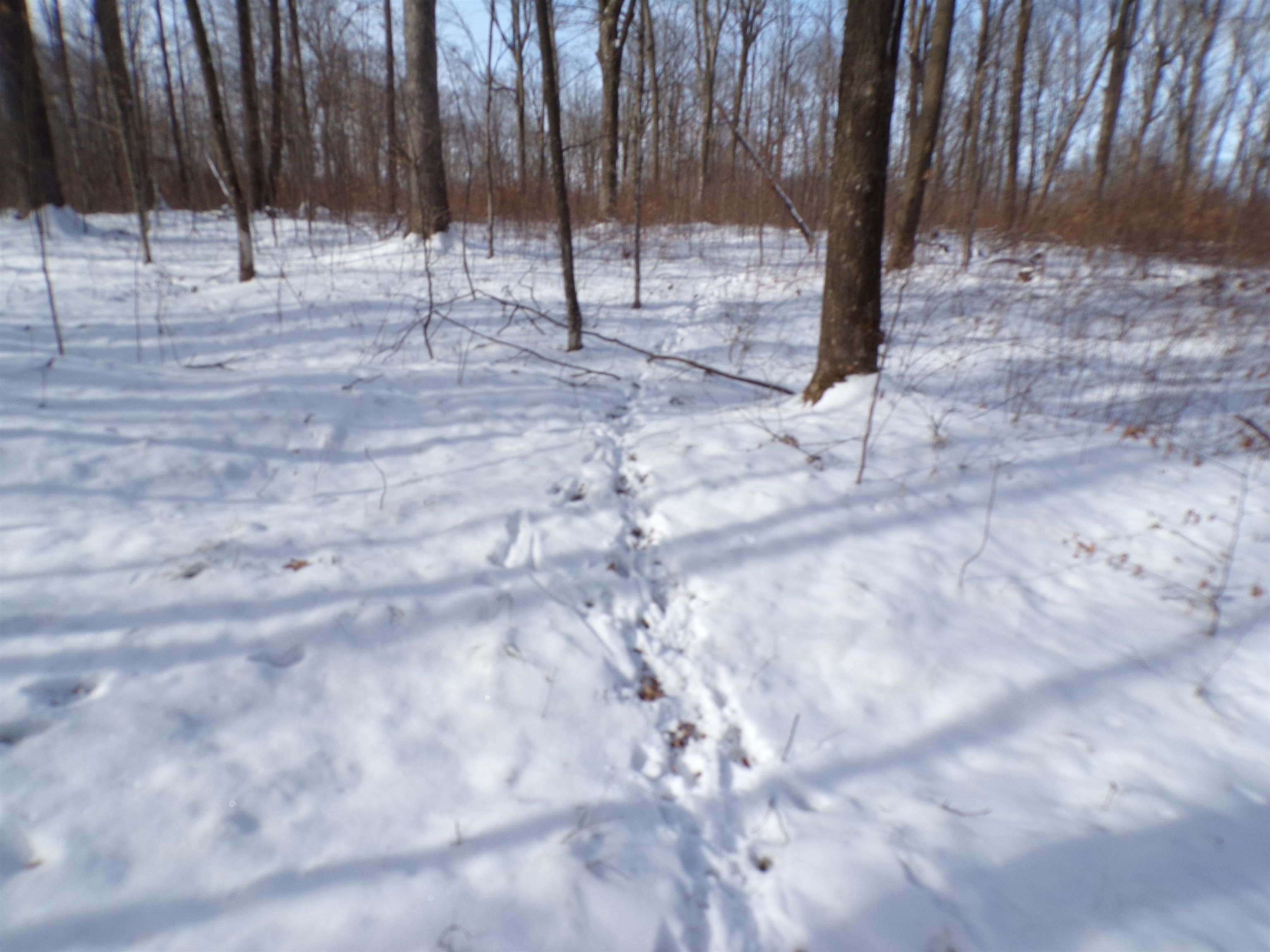 N11904 GORMAN AVENUE, Thorp, Wisconsin 54771, ,Land,For Sale,N11904 GORMAN AVENUE,22500548
