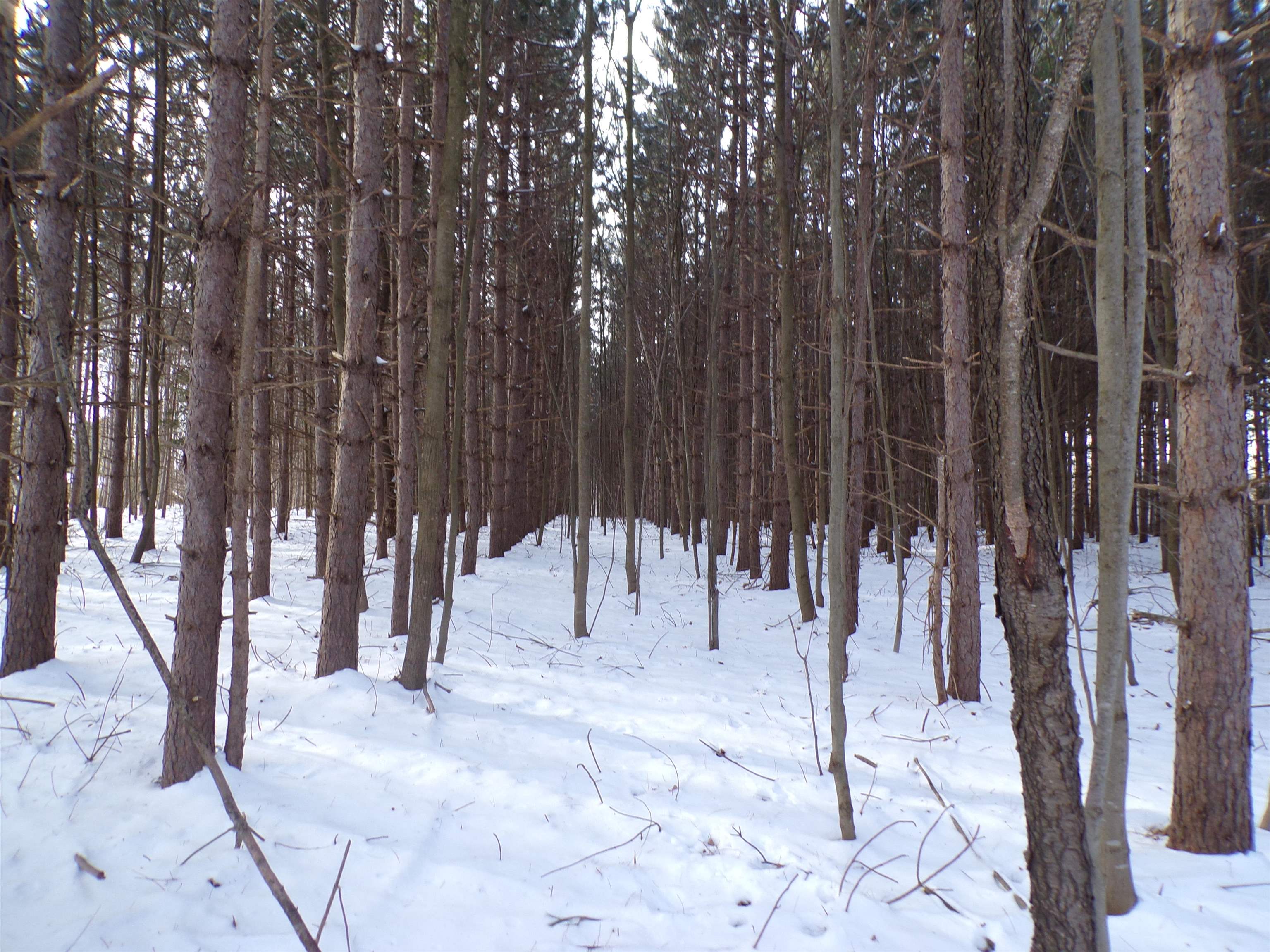 N11904 GORMAN AVENUE, Thorp, Wisconsin 54771, ,Land,For Sale,N11904 GORMAN AVENUE,22500548