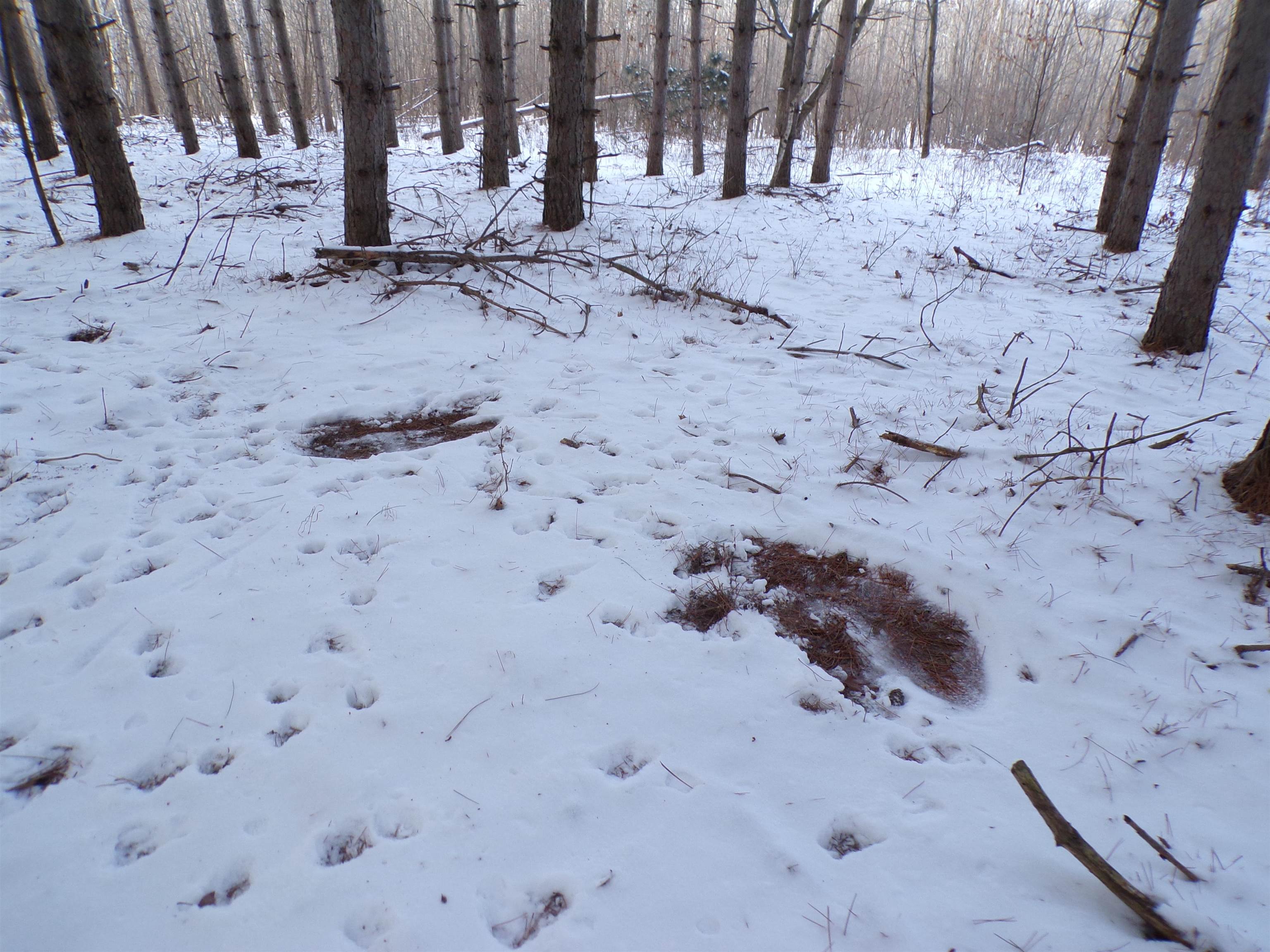 N11904 GORMAN AVENUE, Thorp, Wisconsin 54771, ,Land,For Sale,N11904 GORMAN AVENUE,22500548