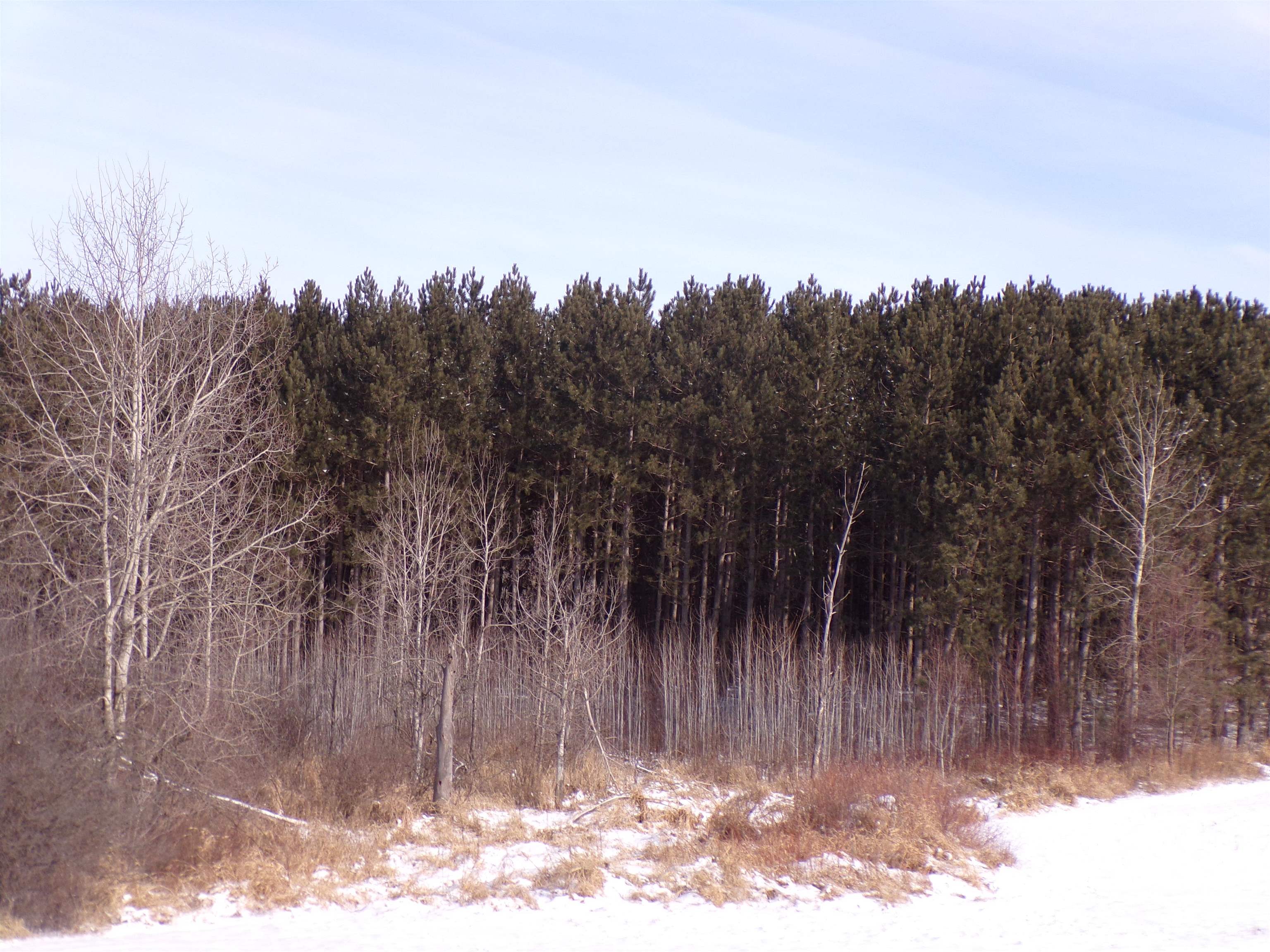 N11904 GORMAN AVENUE, Thorp, Wisconsin 54771, ,Land,For Sale,N11904 GORMAN AVENUE,22500548