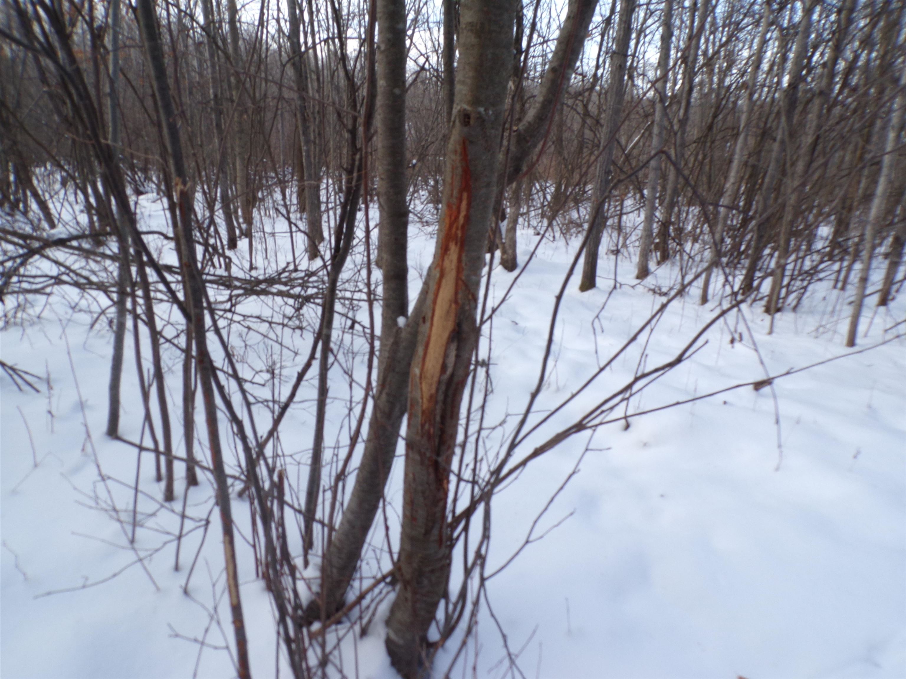 N11904 GORMAN AVENUE, Thorp, Wisconsin 54771, ,Land,For Sale,N11904 GORMAN AVENUE,22500548