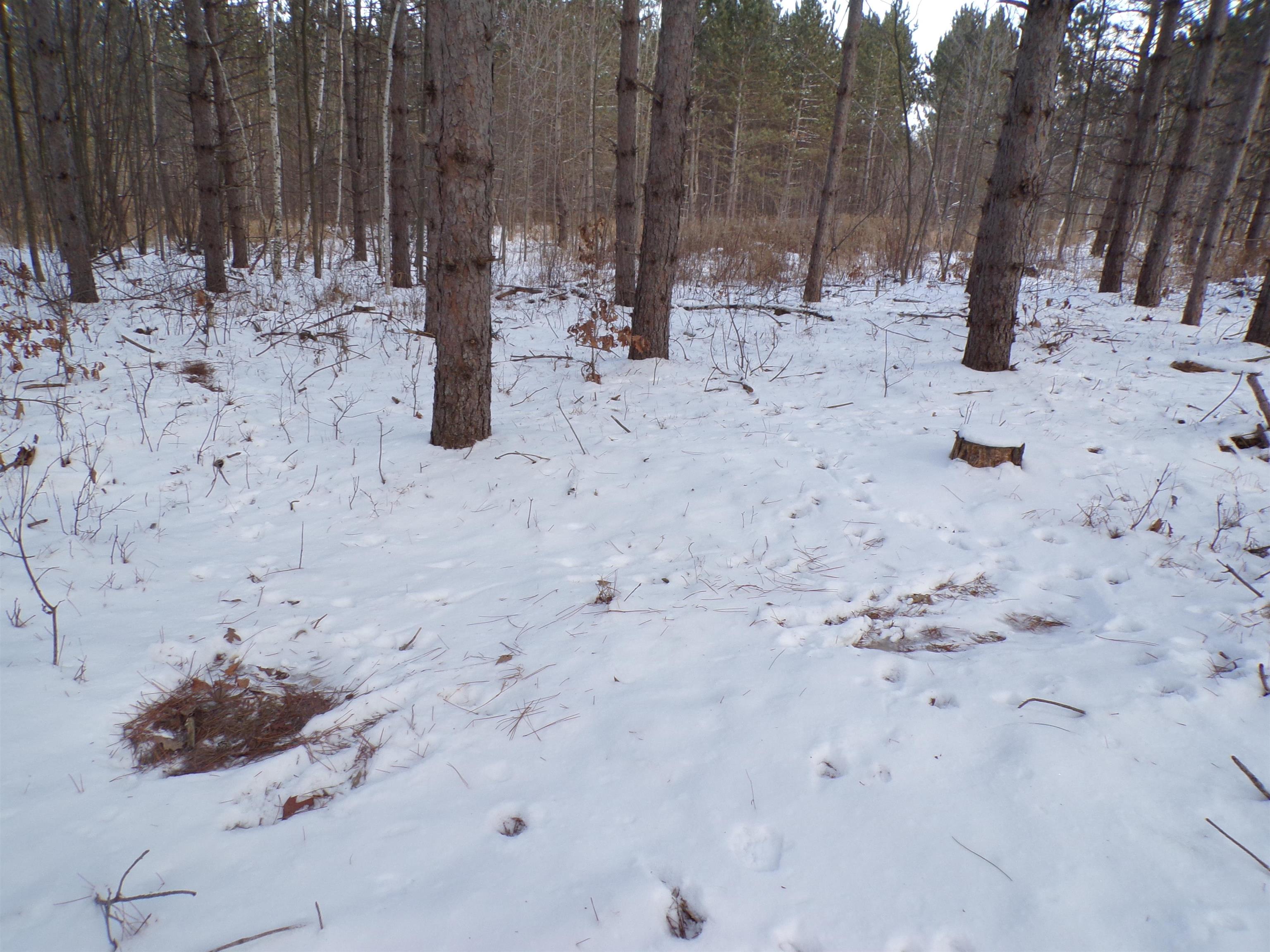 N11904 GORMAN AVENUE, Thorp, Wisconsin 54771, ,Land,For Sale,N11904 GORMAN AVENUE,22500548