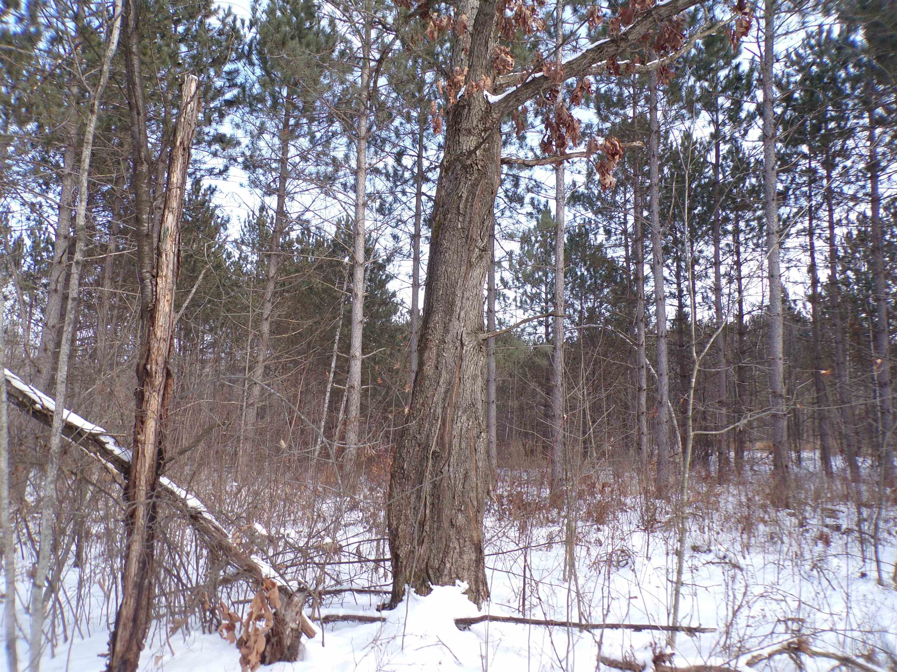 N11904 GORMAN AVENUE, Thorp, Wisconsin 54771, ,Land,For Sale,N11904 GORMAN AVENUE,22500548