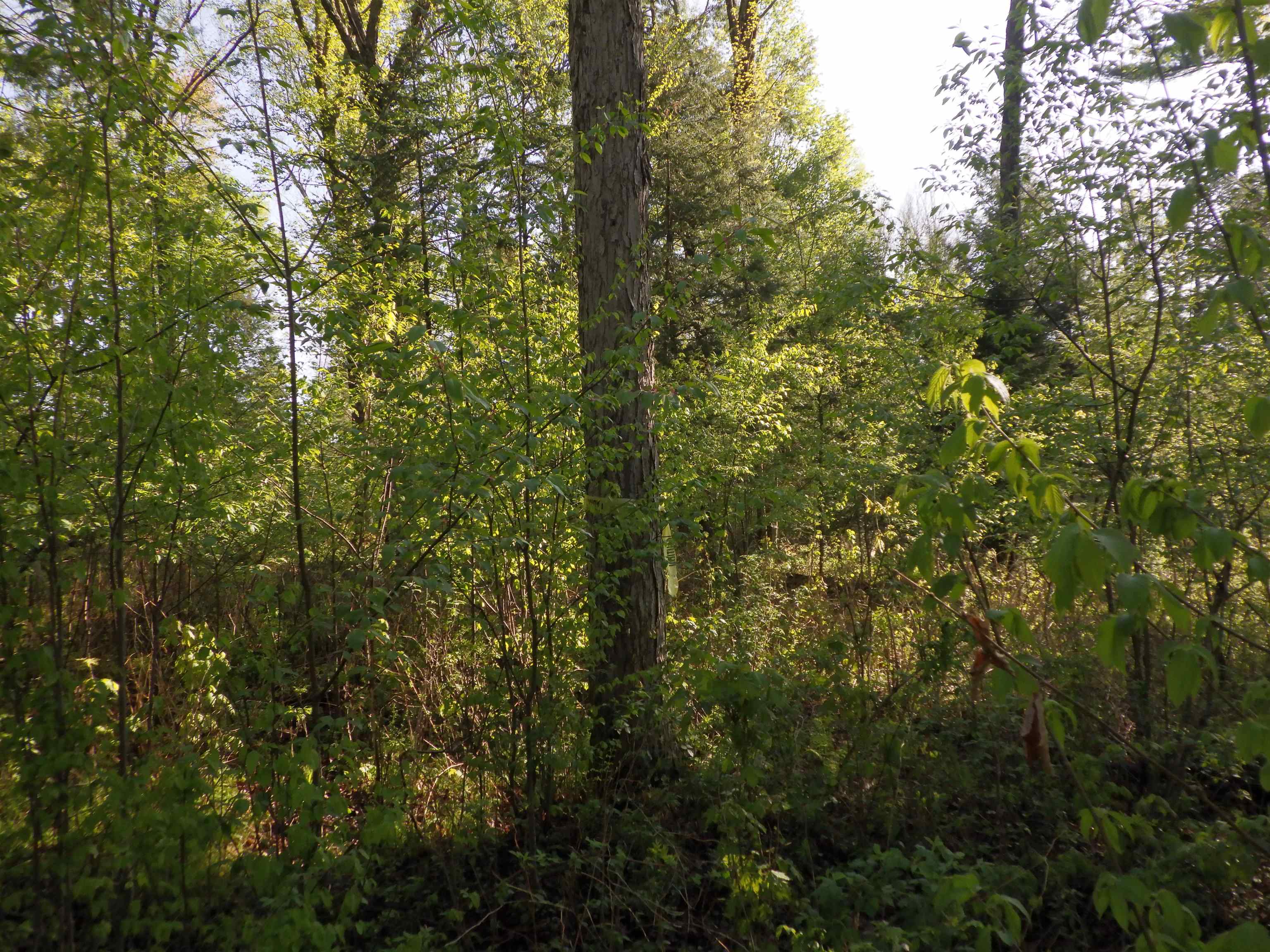 BEHNKE ROAD, Wausau, Wisconsin 54403, ,Land,For Sale,BEHNKE ROAD,22500571