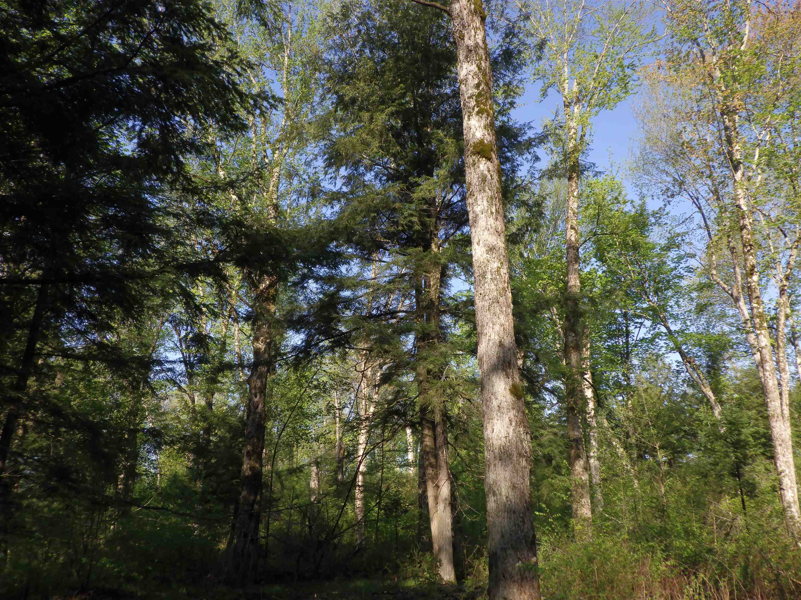 BEHNKE ROAD, Wausau, Wisconsin 54403, ,Land,For Sale,BEHNKE ROAD,22500571