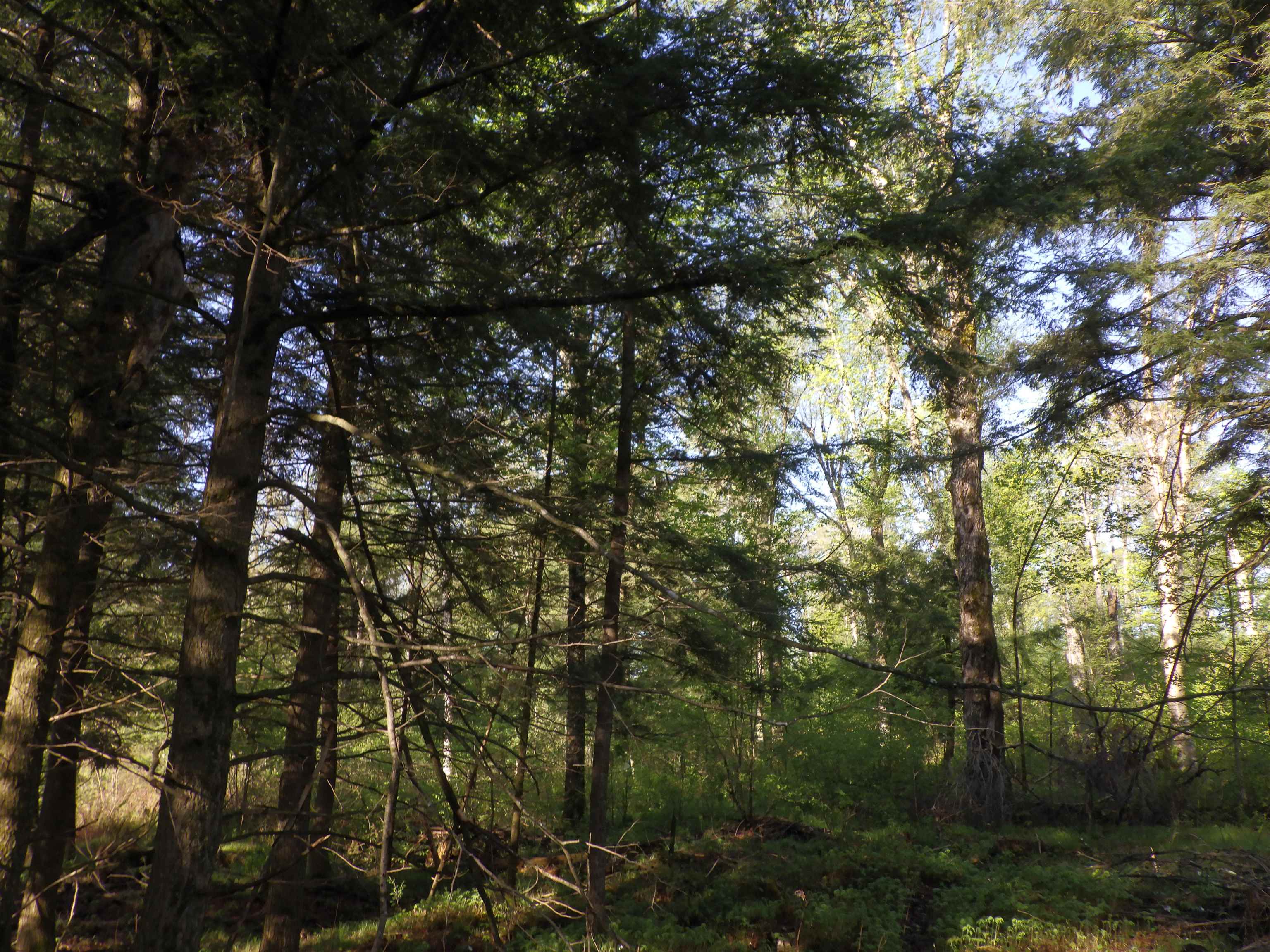 BEHNKE ROAD, Wausau, Wisconsin 54403, ,Land,For Sale,BEHNKE ROAD,22500571