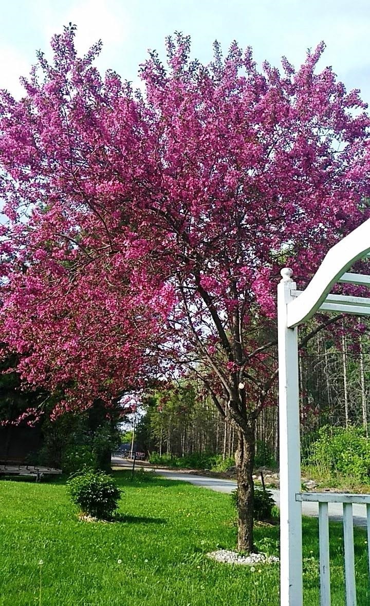 N4443 Crappie Road, Medford, Wisconsin 54451, 4 Bedrooms Bedrooms, ,2 BathroomsBathrooms,Residential,For Sale,N4443 Crappie Road,22501091